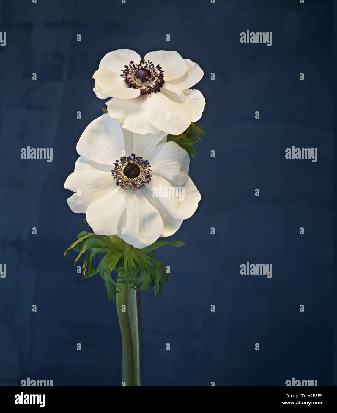 Anemone, Blume, Blüten, Stillleben, weiß, blau, Stockfoto