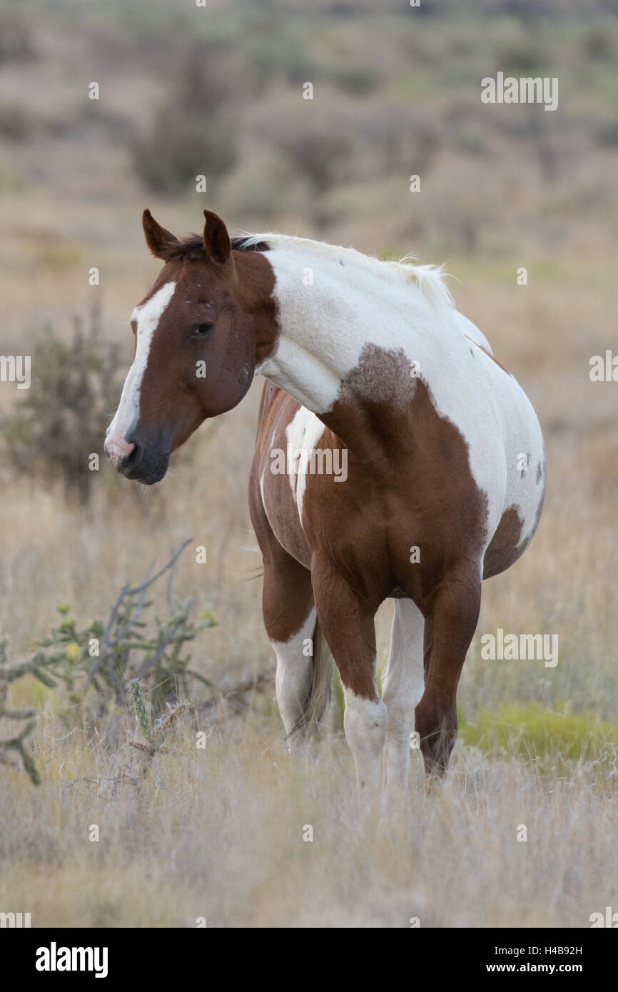 Pferd in der Ojito Wildnis, New Mexico, USA. Stockfoto