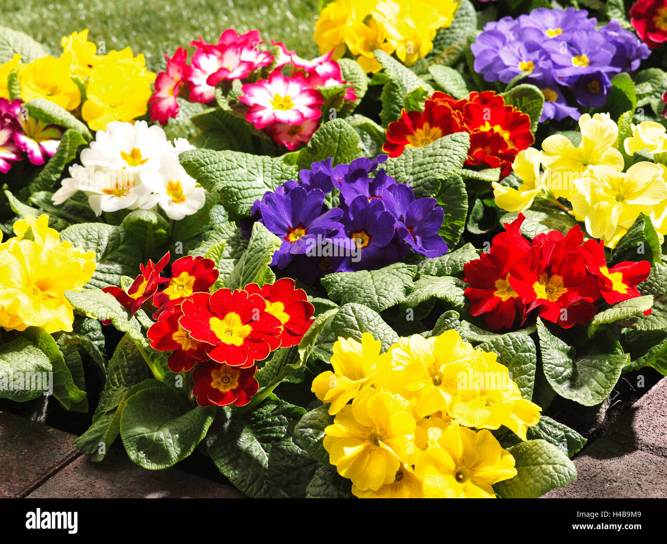 Primeln im Garten, Blüten, Nahaufnahme Stockfoto