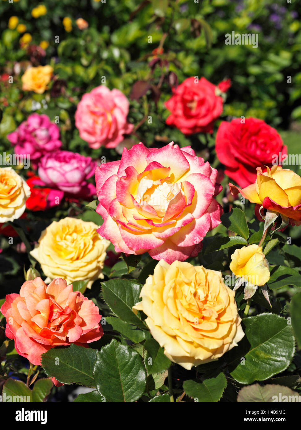 Garten-Rosen, verschiedenen, hell, Stockfoto