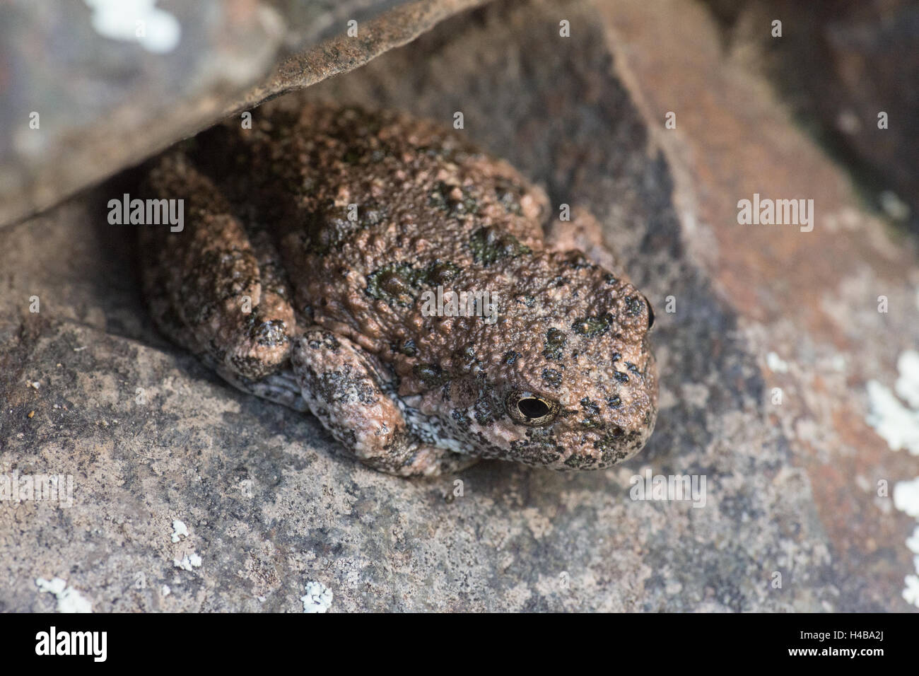 Canyon Treefrog, (Hyla Arenicolor), Gila Wilderness, New Mexico, USA. Stockfoto