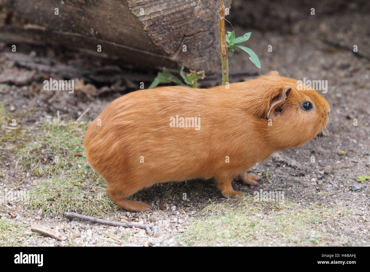 Meerschweinchen, Cavia aperea Stockfoto