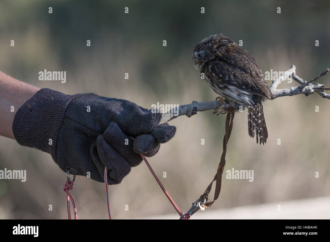 Nördlichen Pygmäen-Eule, (Glaucidium Gnoma).  verletzten Bildung Tier mit Wildlife Rescue Inc., New Mexico. Stockfoto