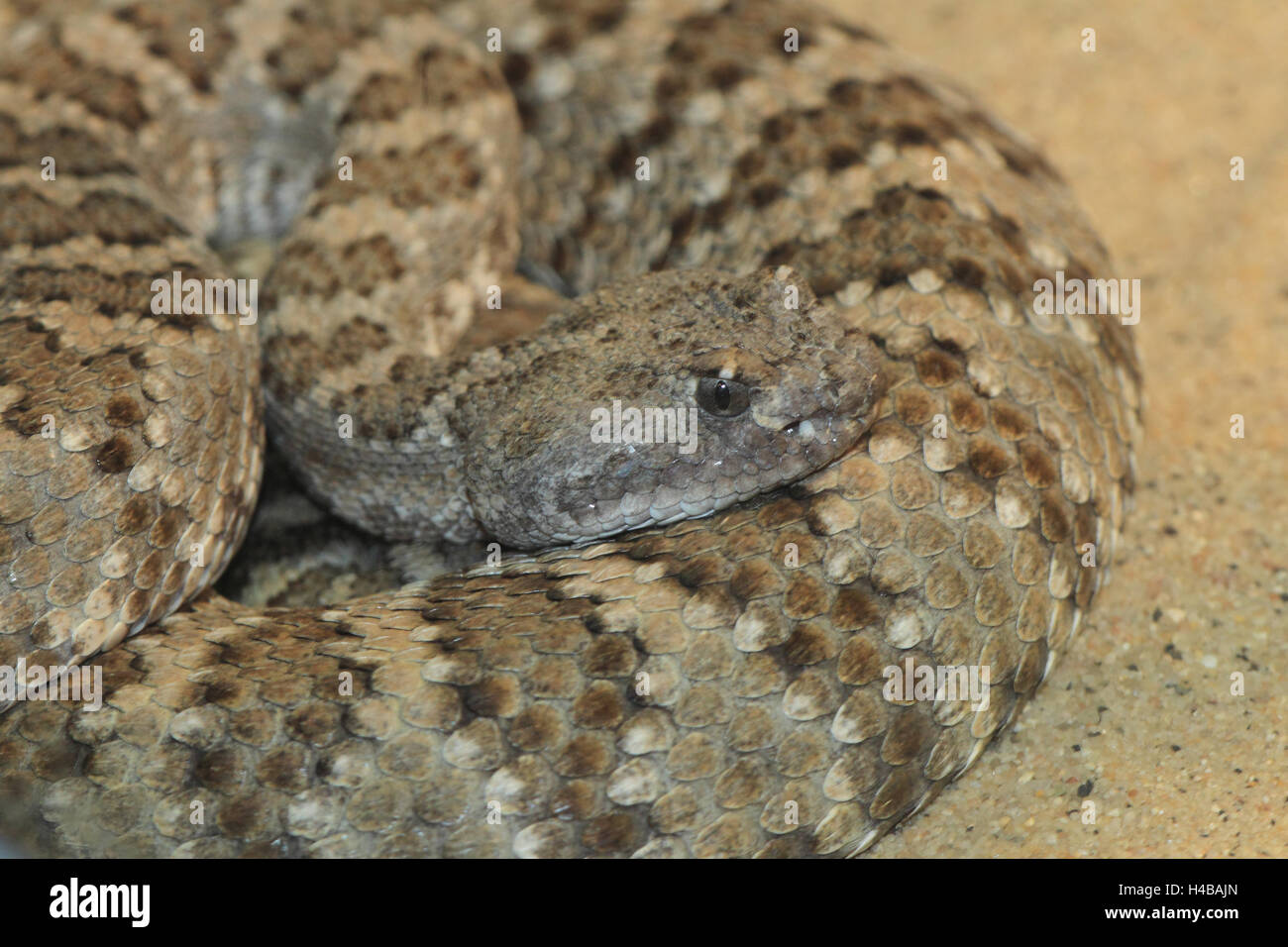 Holz-Klapperschlange, Crotalus horridus Stockfoto