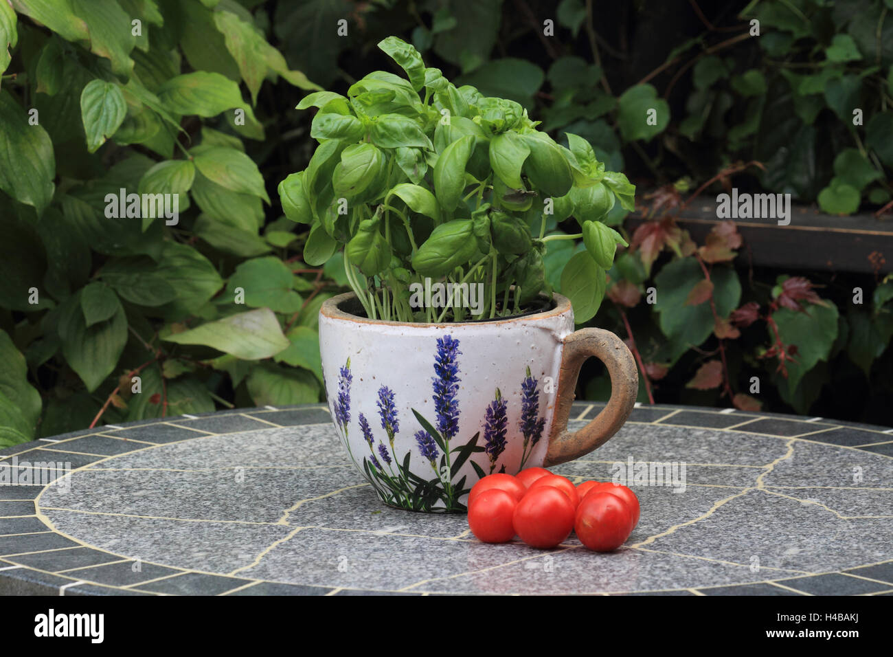 Basilikum und Tomaten, Ocimum sanctum Stockfoto