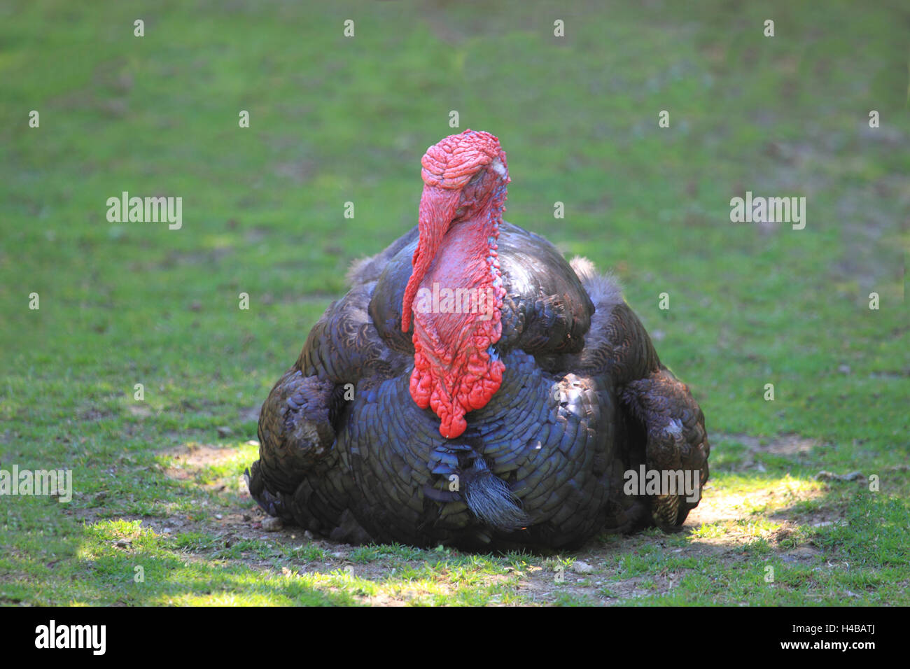 Wilder Truthahn, Meleagris gallopavo Stockfoto