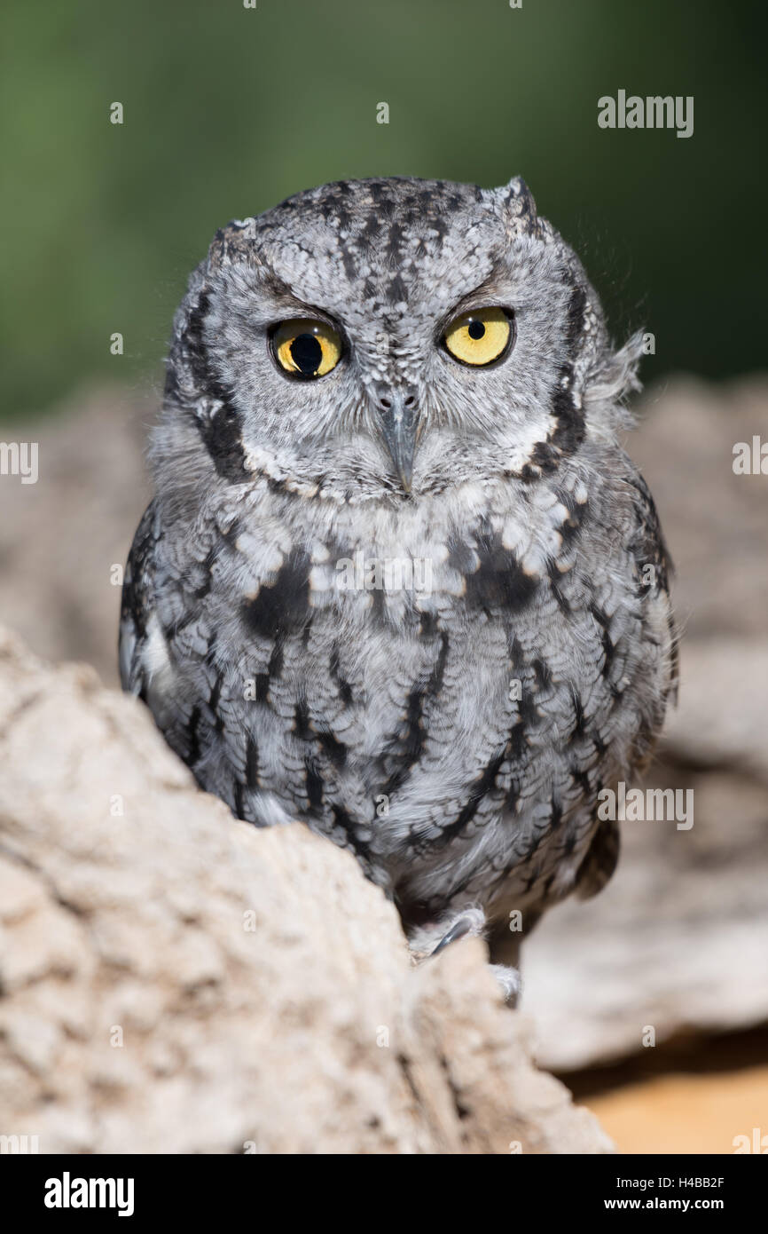 Westliche Screech-Eule, (Megascops Kennicottii), mit einem verletzten rechten Auge.  Ausbildung Tier mit Wildlife Rescue Inc., New Mexico Stockfoto