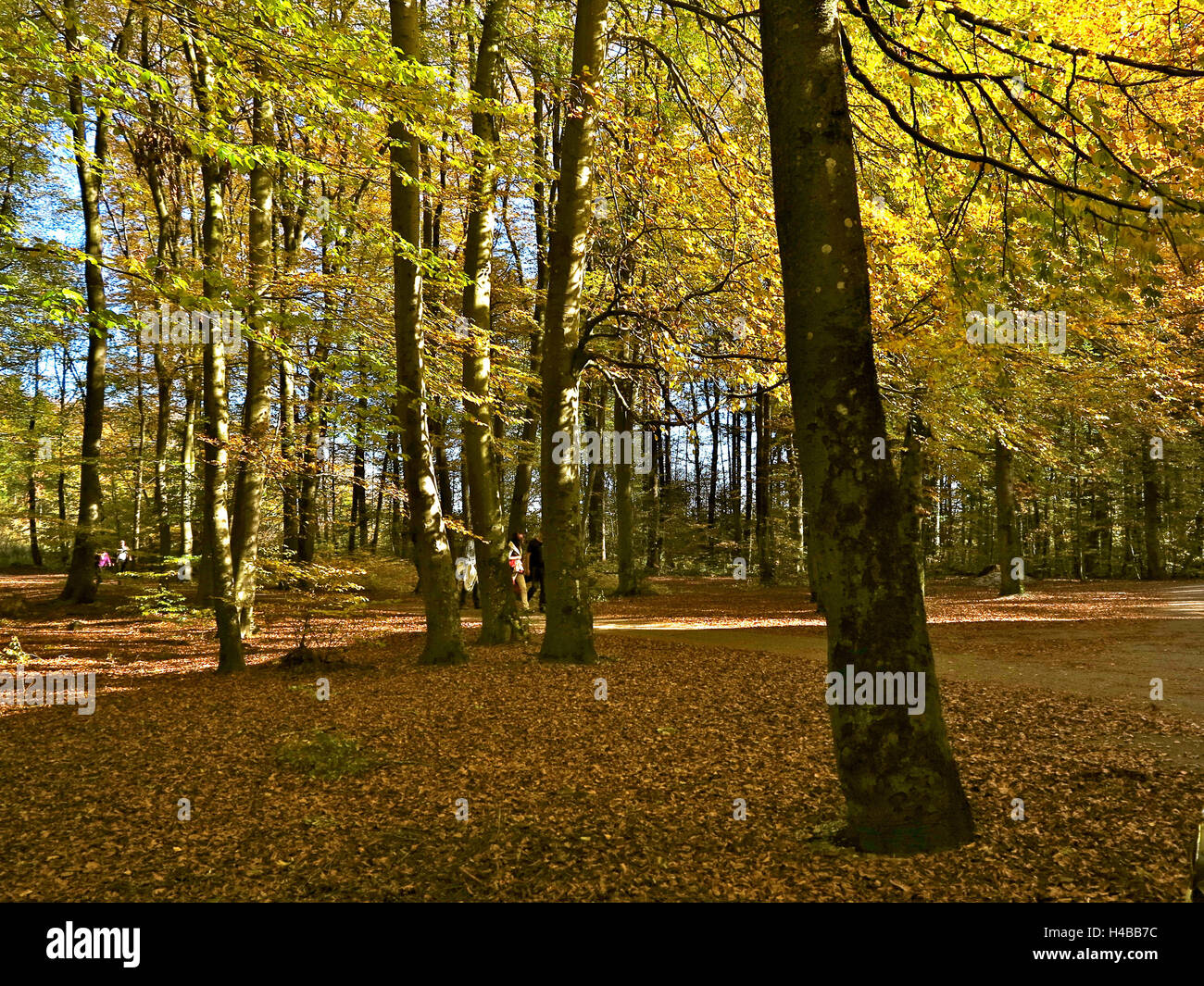 Deutschland, Oberbayern, Beech grove Stockfoto
