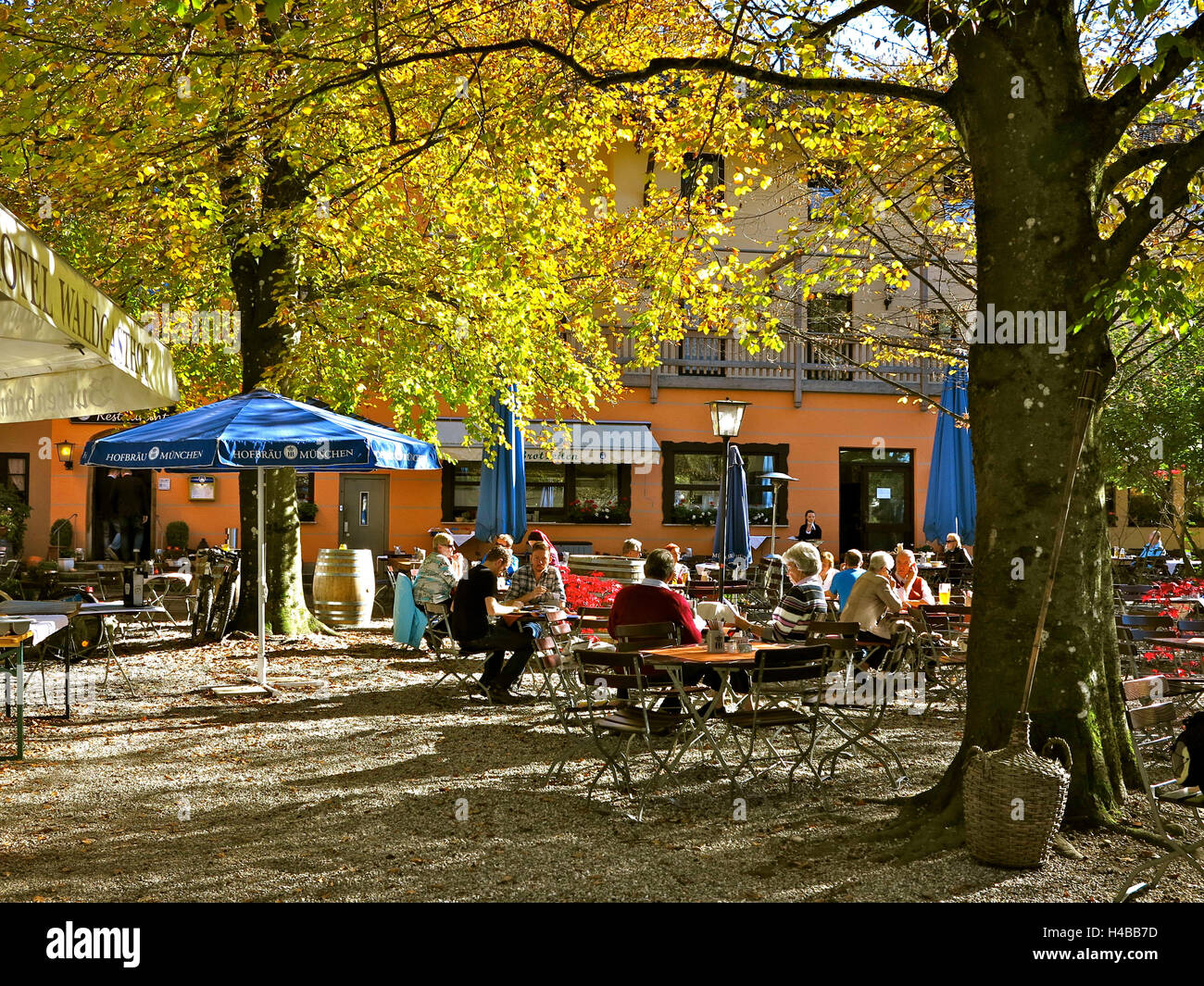 Deutschland, Oberbayern, Beech grove Stockfoto