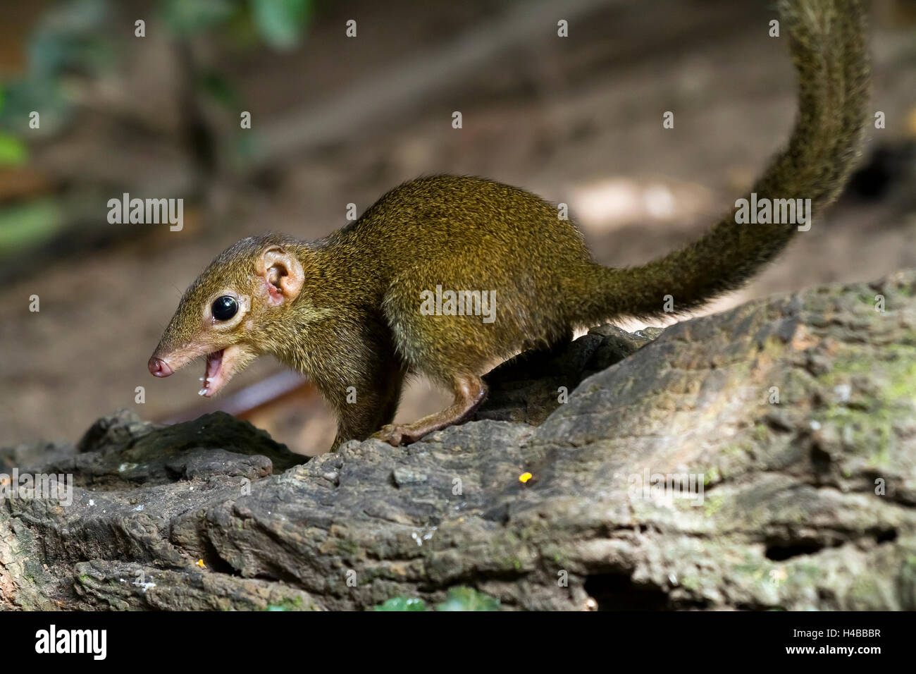 Gemeinsame Treeshrew (Modellorganismus Glis) mit Mund öffnen, Kaeng Krachan National Park, Phetchaburi, Thailand Stockfoto