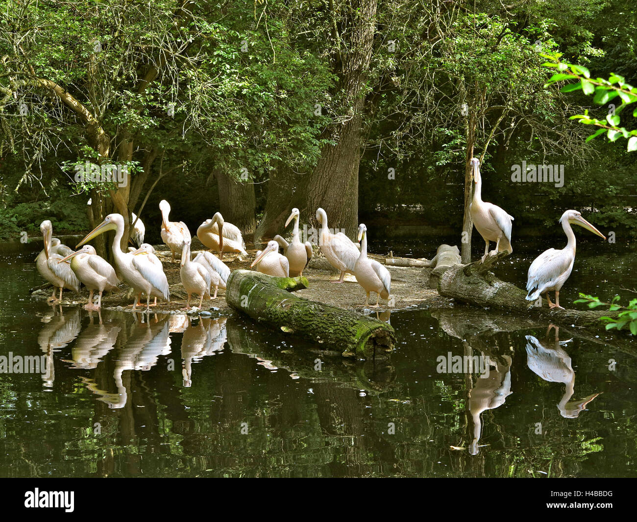 Deutschland, Oberbayern, München, Hellabrunn Zoo Stockfoto