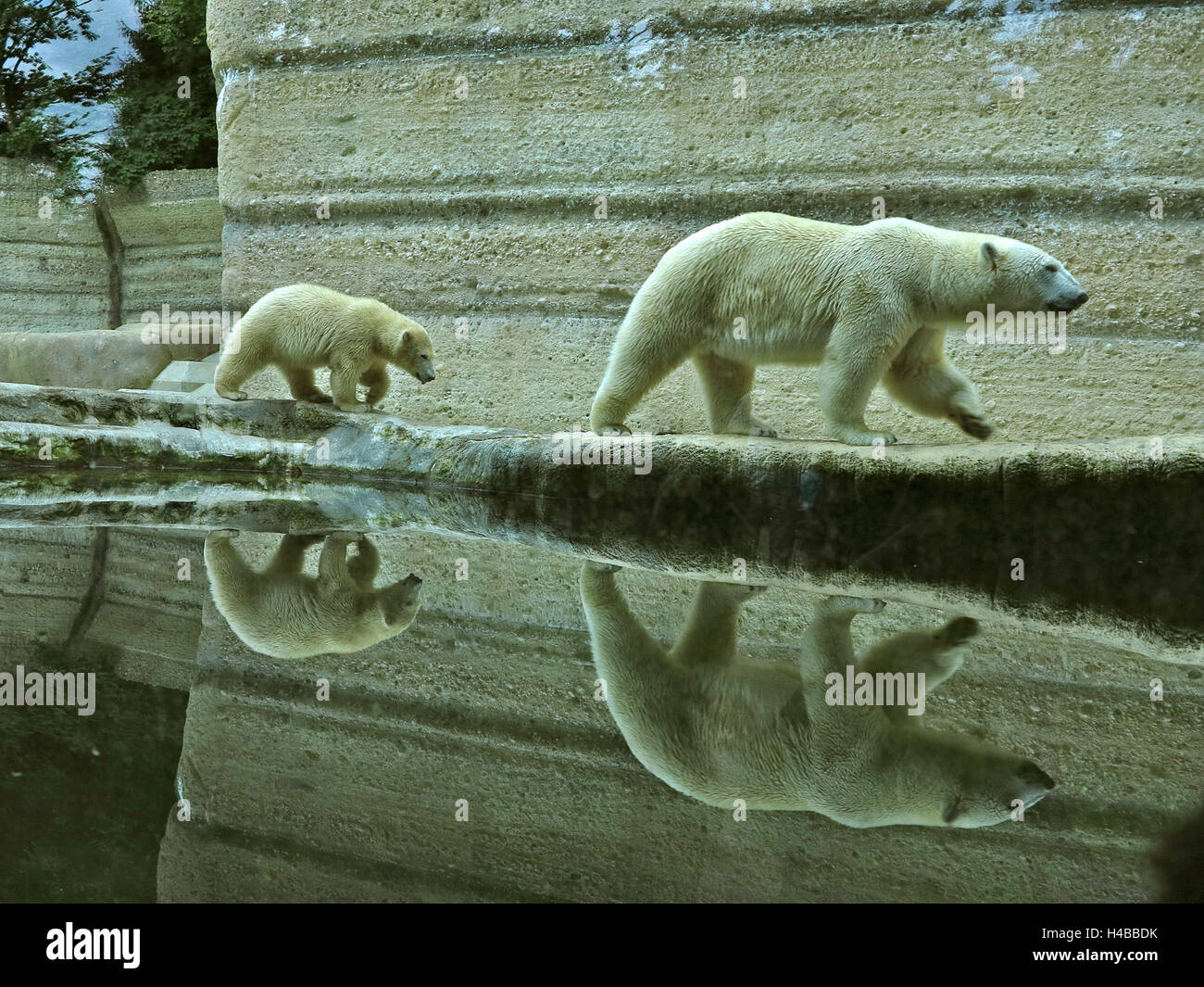 Deutschland, Oberbayern, München, Hellabrunn Zoo Stockfoto