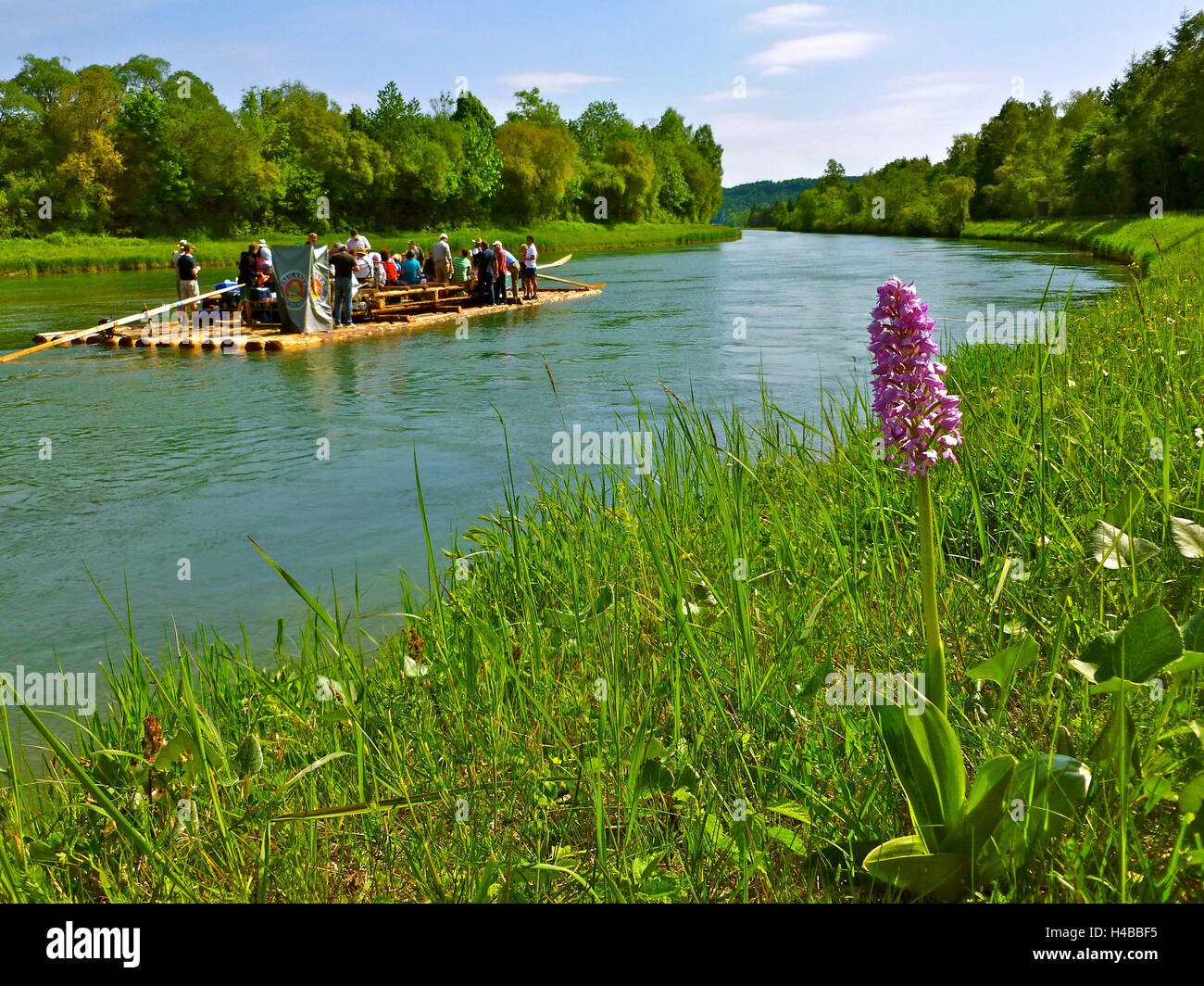 Deutschland, Oberbayern, Pupplinger Au in der Nähe von Wolfratshausen, militärische Orchidee Stockfoto