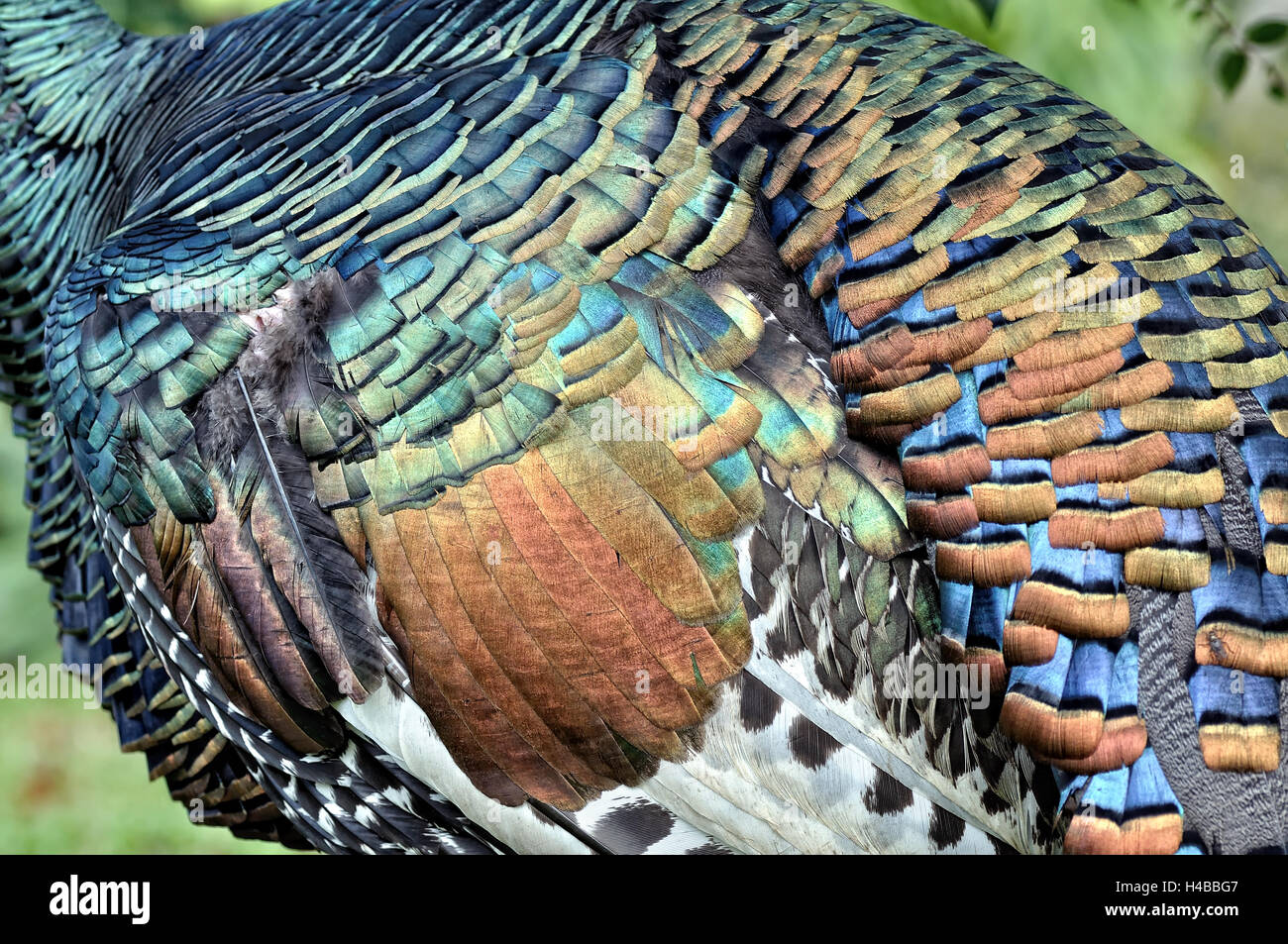 Pfauentruthuhn (Meleagris Ocellata), farbige Federn, Orange Walk District, Belize Stockfoto