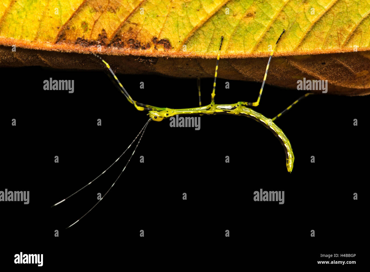 Neotropische Stabheuschrecke (Oreophoetes SP.), junger Mann, Amazonas-Regenwald, Copalinga, Provinz Zamora, Ecuador Stockfoto