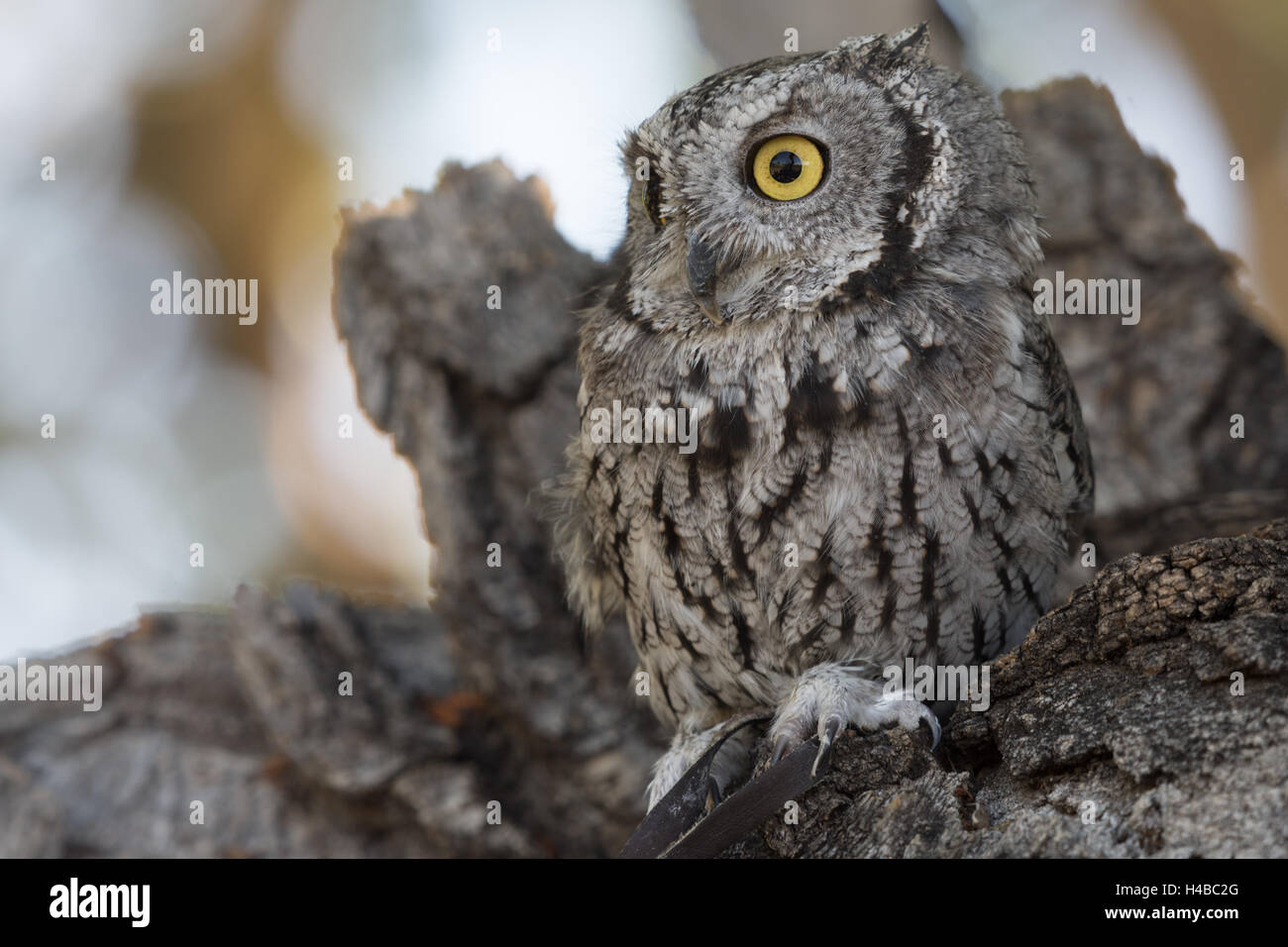 Westliche Screech-Eule, (Megascops Kennicottii), mit einem verletzten rechten Auge.  Ausbildung Tier mit Wildlife Rescue Inc., New Mexico Stockfoto