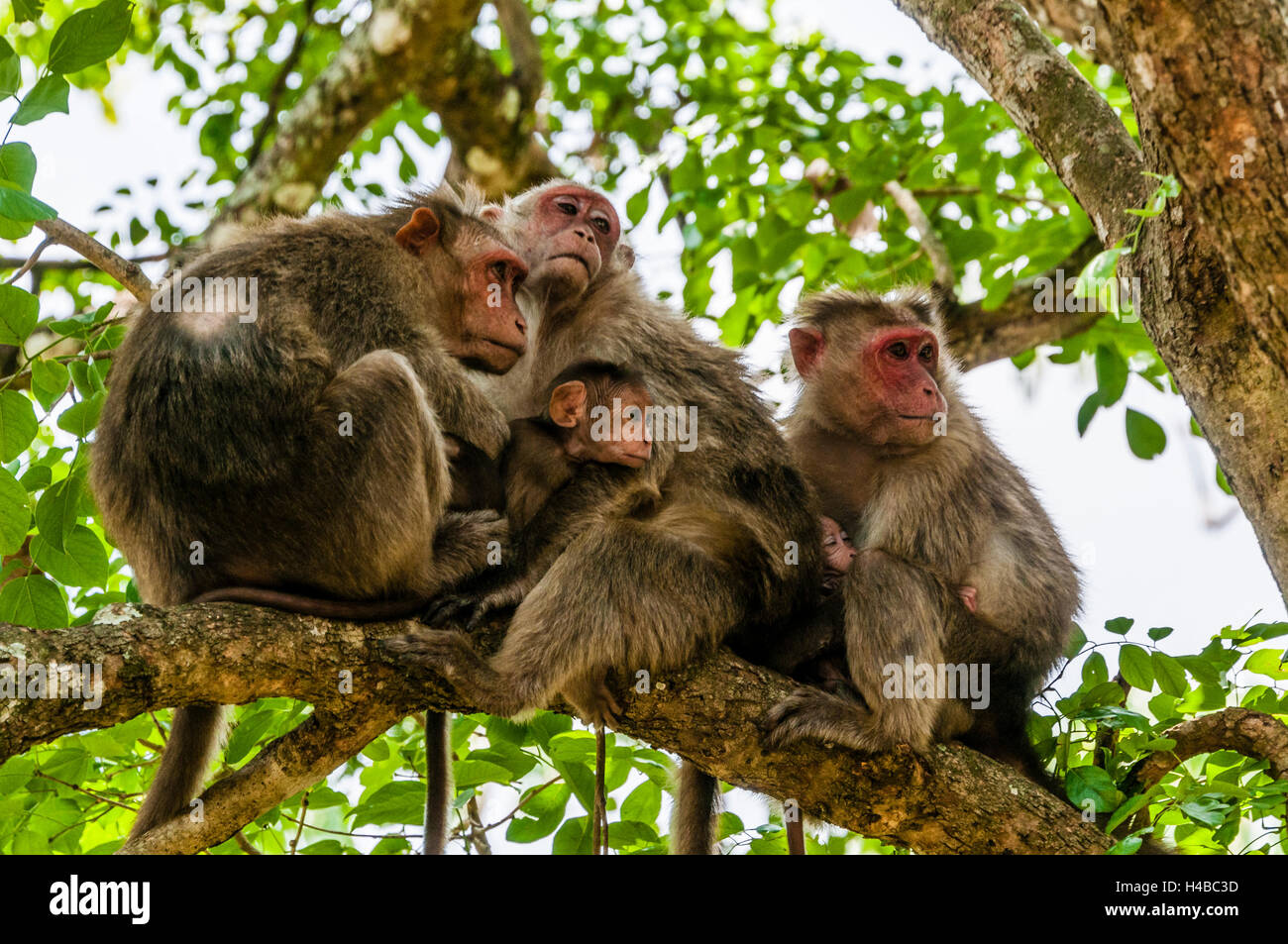 Rhesus-Makaken (Macaca Mulatta) sitzen zusammengekauert auf Ast, schauen neugierig, Mudumalai Nationalpark und Naturschutzgebiet Stockfoto