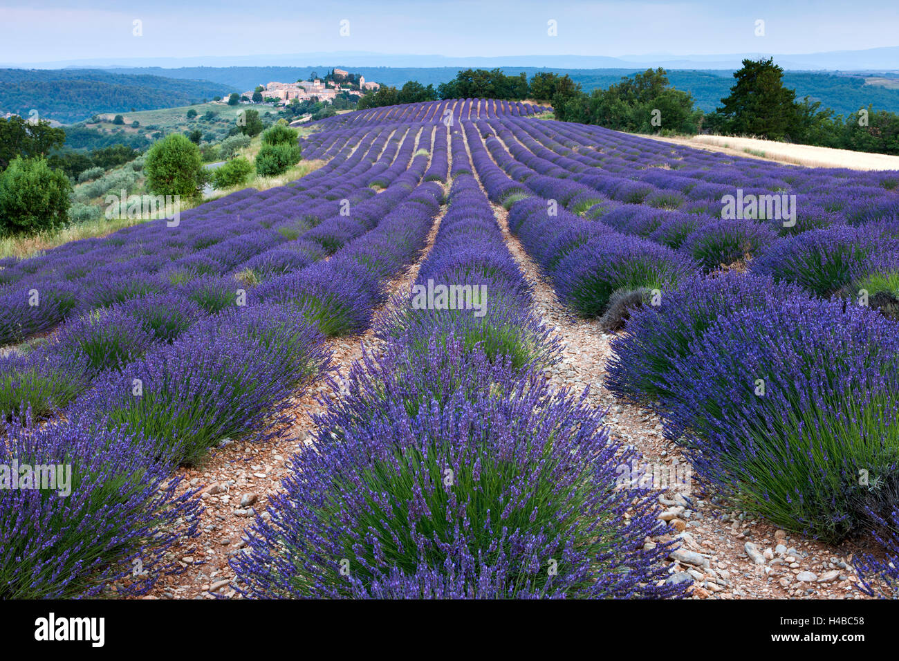 Blühende Lavendel (Lavandula Angustifolia) Feld, Dorf Entrevennes hinter, Alpes-de-Haute-Provence Stockfoto