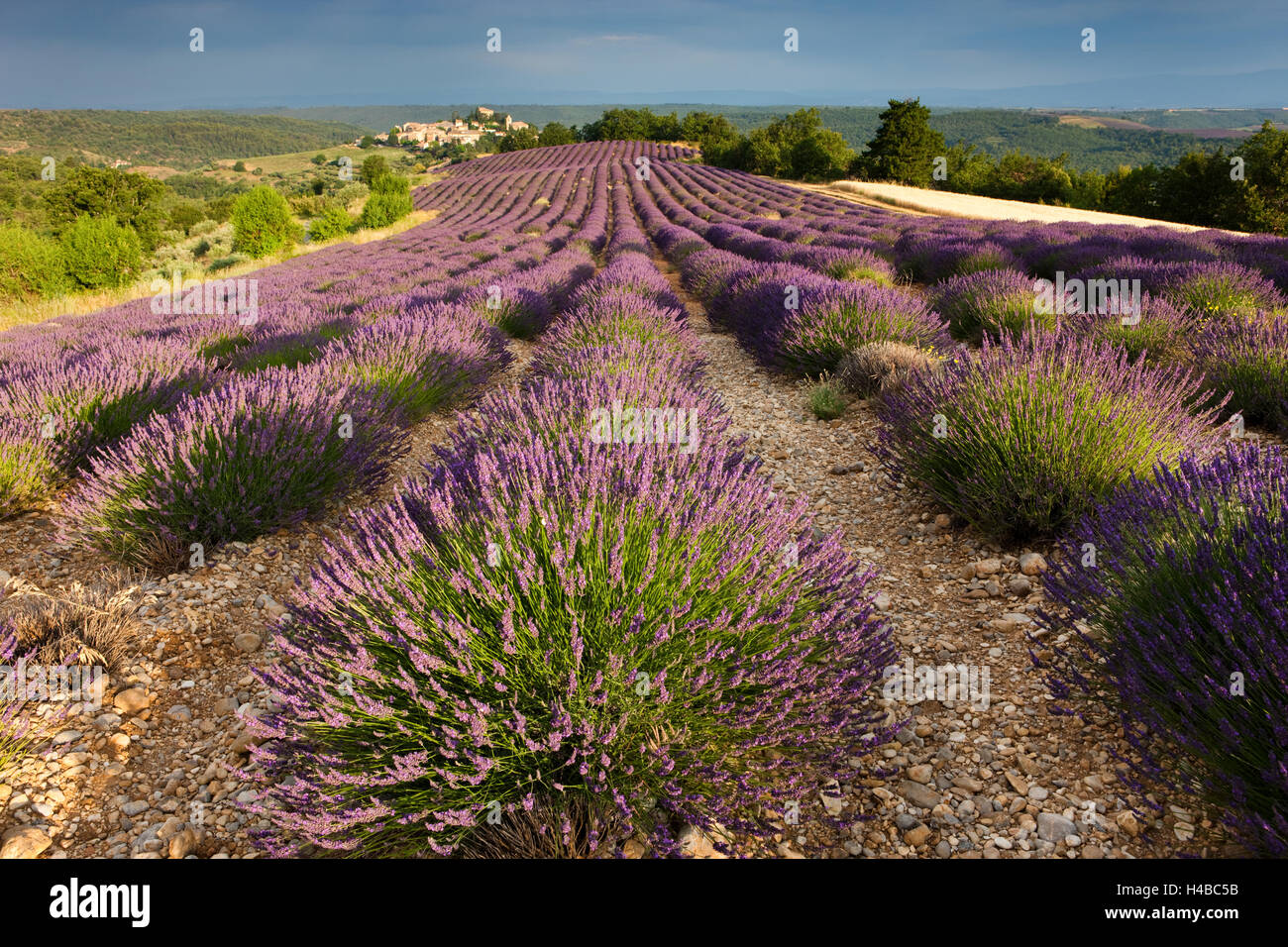 Blühende Lavendel (Lavandula Angustifolia) Feld, Dorf Entrevennes hinter, Alpes-de-Haute-Provence Stockfoto