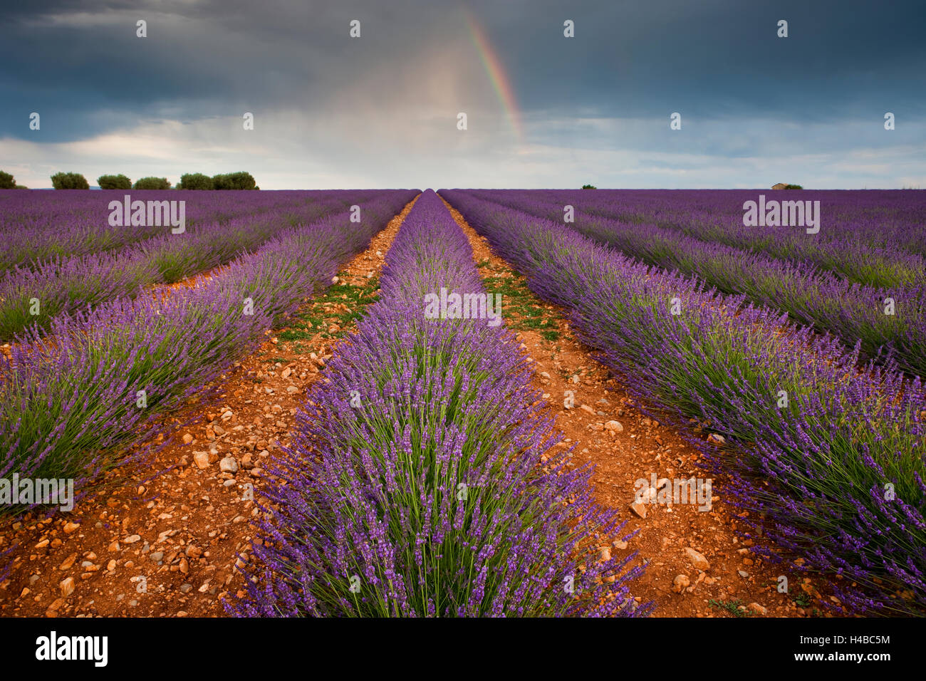 Blühender Lavendel (Lavandula Angustifolia) Feld, Regenbogen, Plateau de Valensole, Alpes-de-Haute-Provence Stockfoto