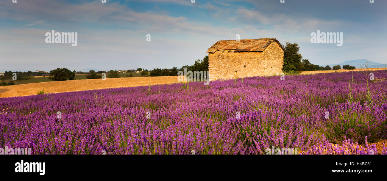 Blühender Lavendel (Lavandula Angustifolia) Feld, Steinhaus, Plateau de Valensole, Alpes-de-Haute-Provence Stockfoto