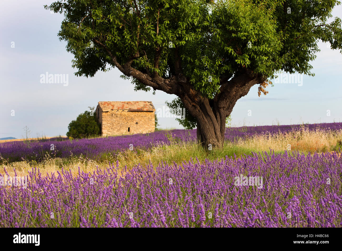 Blühender Lavendel (Lavandula Angustifolia) Feld, Steinhaus, Plateau de Valensole, Alpes-de-Haute-Provence Stockfoto