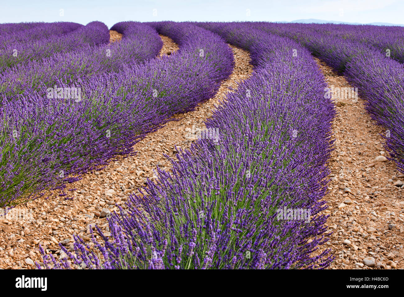 Blühende Lavendel (Lavandula Angustifolia) Feld, Plateau de Valensole, Alpes-de-Haute-Provence, Provence-Alpes-Côte d ' Azur Stockfoto