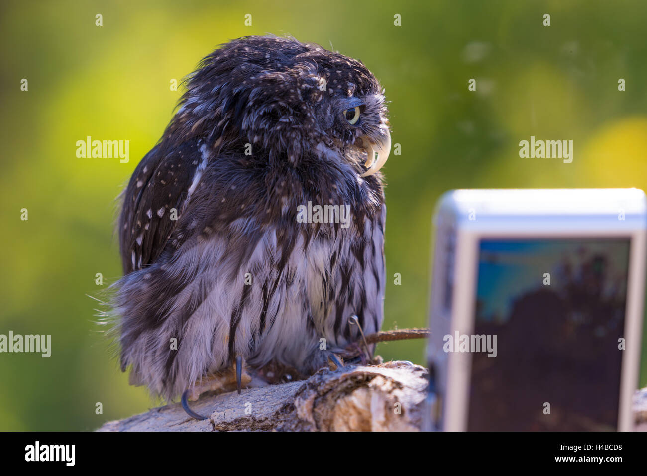 Nördlichen Pygmäen-Eule, (Glaucidium Gnoma).  verletzten Bildung Tier mit Wildlife Rescue Inc., New Mexico. Stockfoto