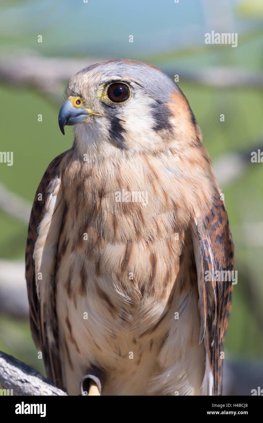 Weibliche amerikanische Turmfalke (Falco Sparvarius).  verletzten Bildung Tier mit Wildlife Rescue Inc., New Mexico. Stockfoto