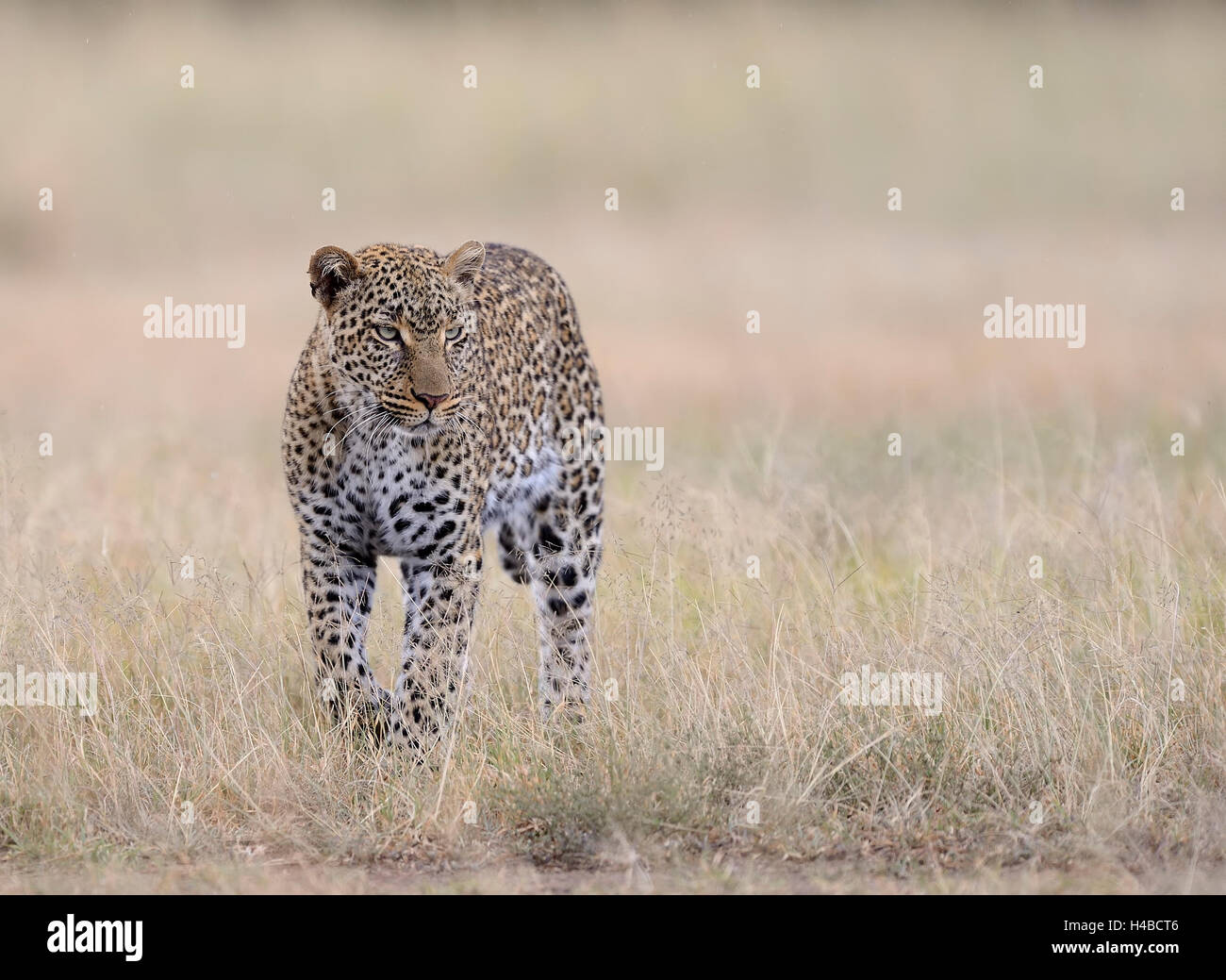 Leopard (Panthera Pardus) in Savannah, leichtem Regen, Masai Mara, Kenia Stockfoto