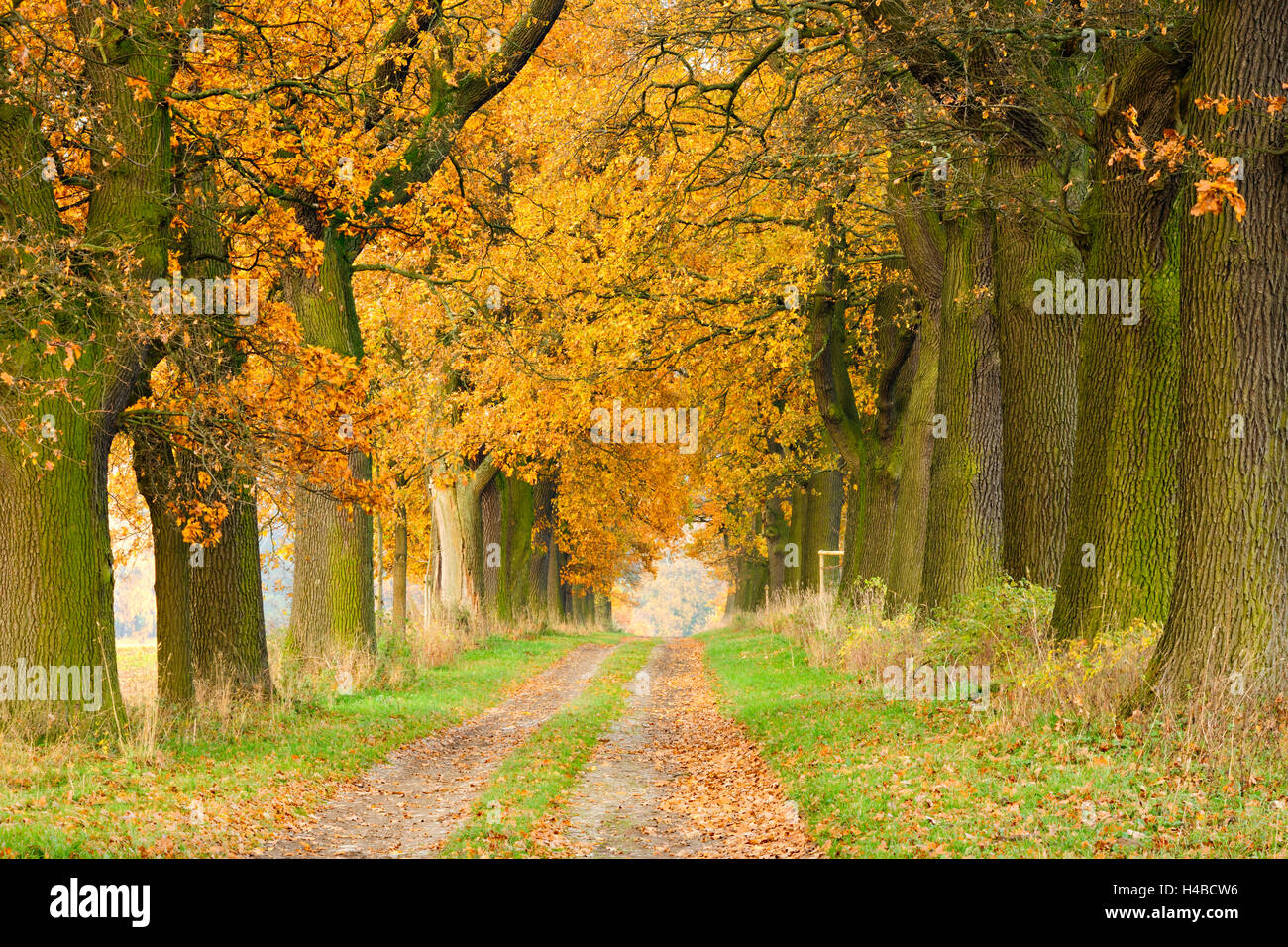 Deutschland, Hessen, Reinhardswald, Eiche Hain, Herbst Stockfoto