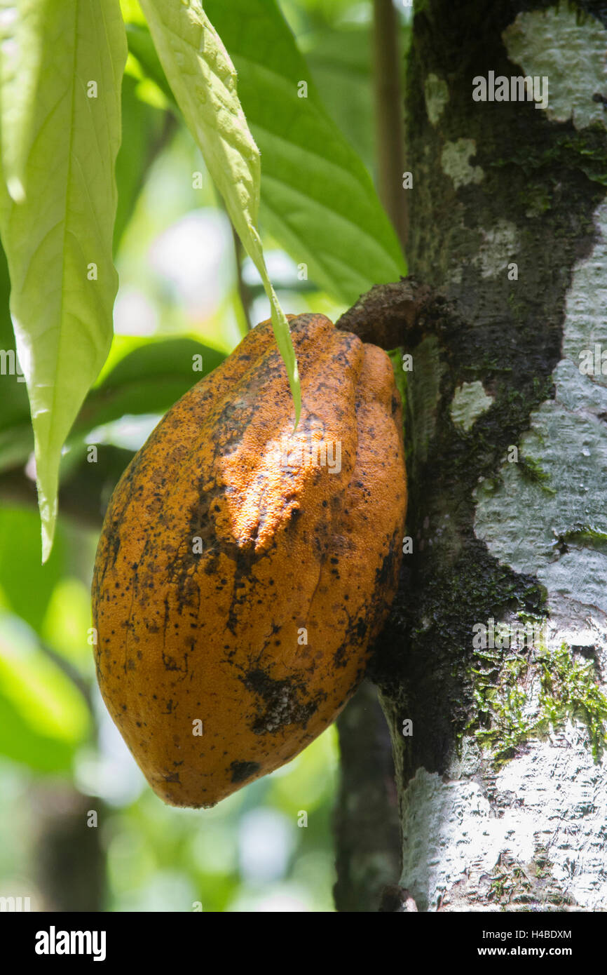 Reife Kakaofrucht am Baum Stockfoto