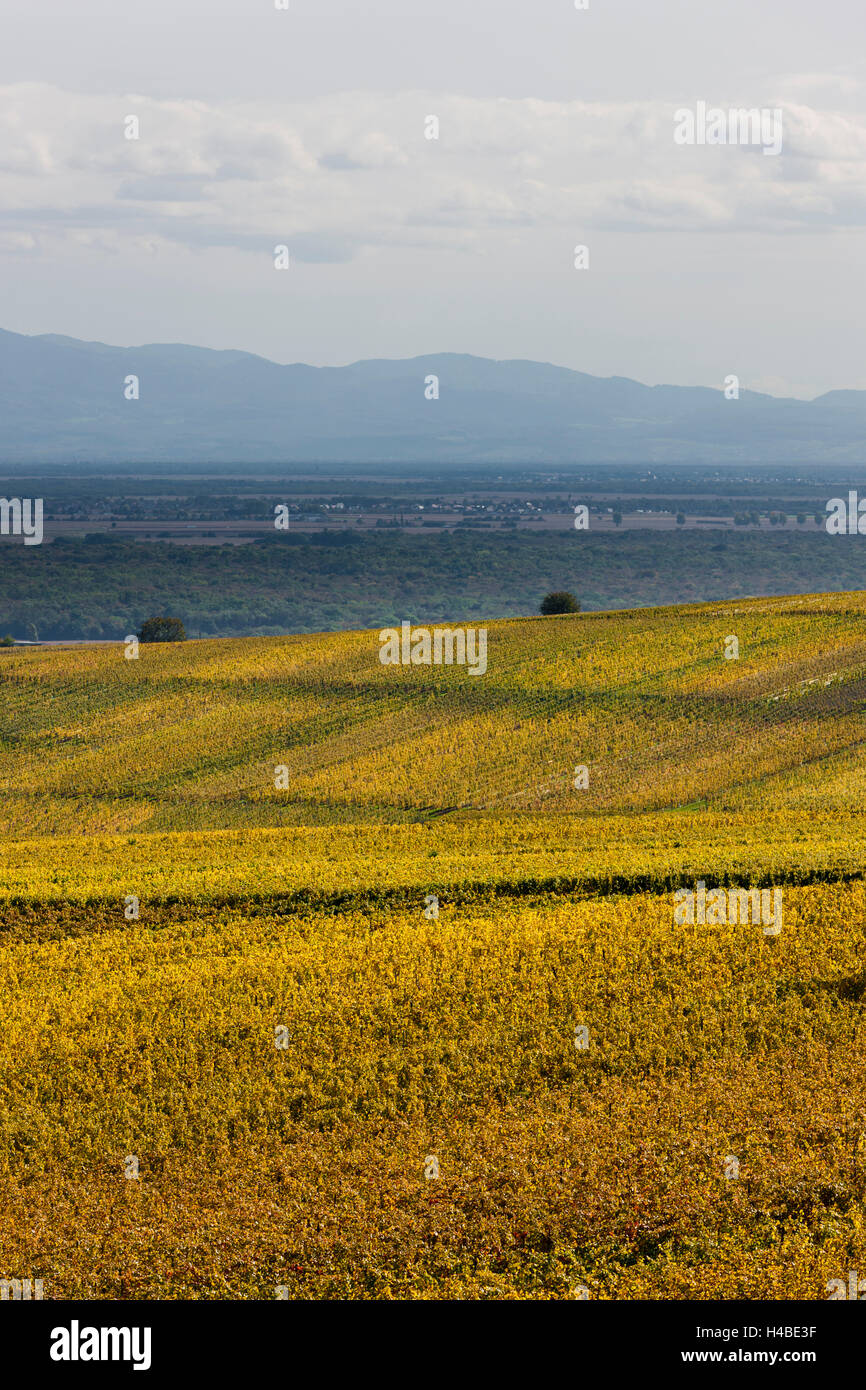 Weinberge im Elsass Stockfoto