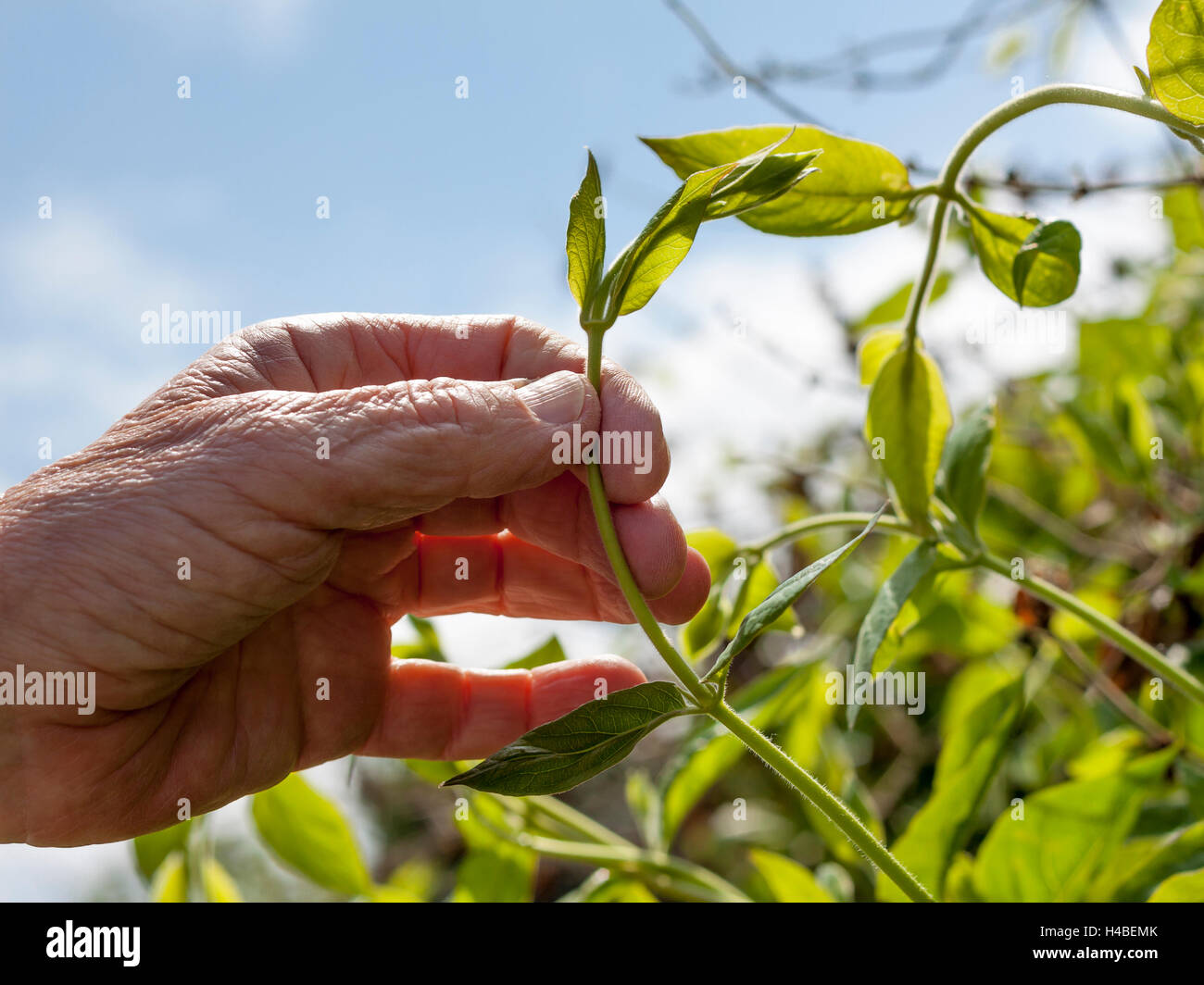 Gärtners Hand hält eine junge kriechende Pflanze mit blauem Hintergrund. Ältere Frau Stockfoto