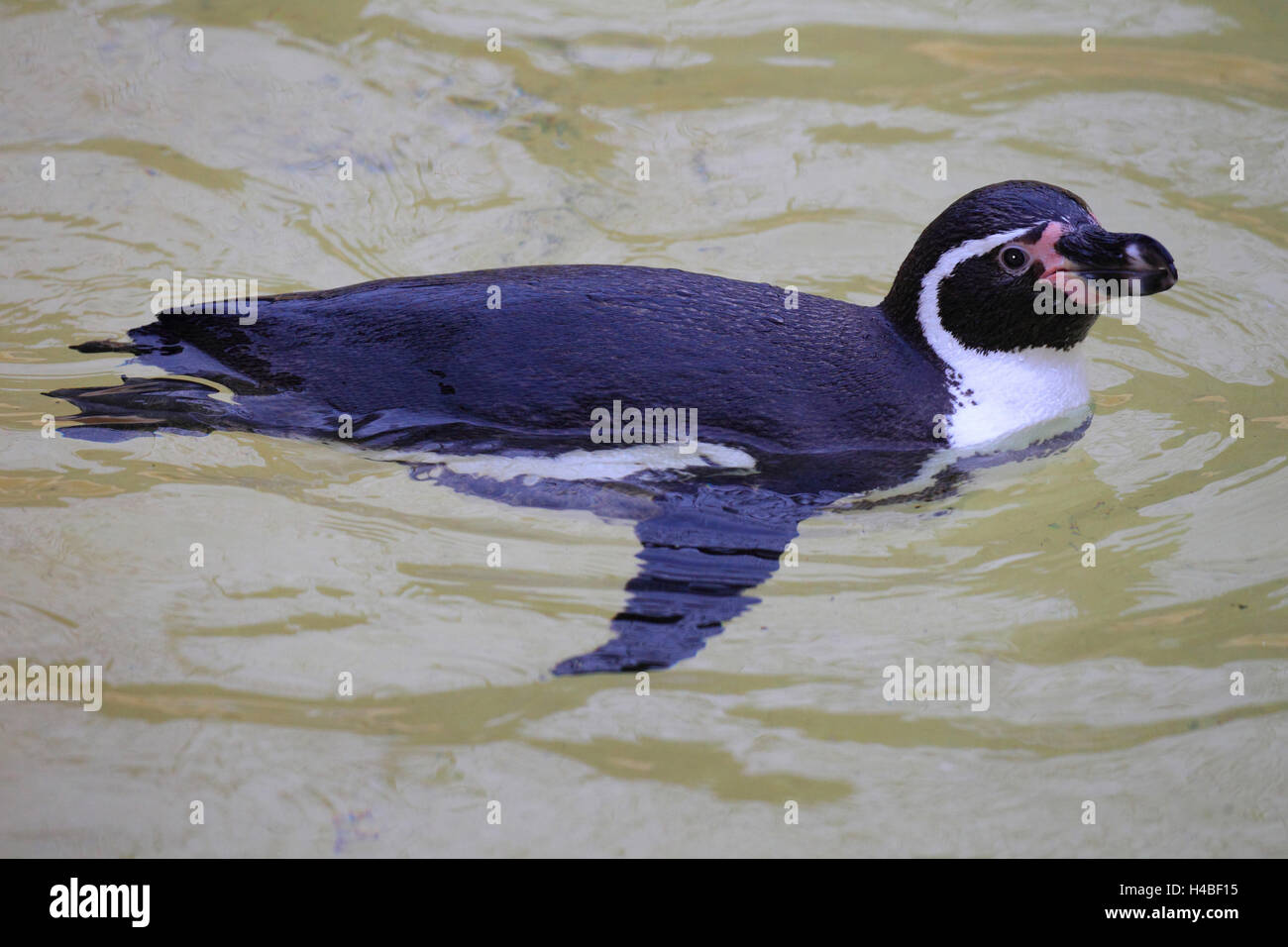 Humboldt-Pinguin, Schwimmen, Spheniscus humboldti Stockfoto
