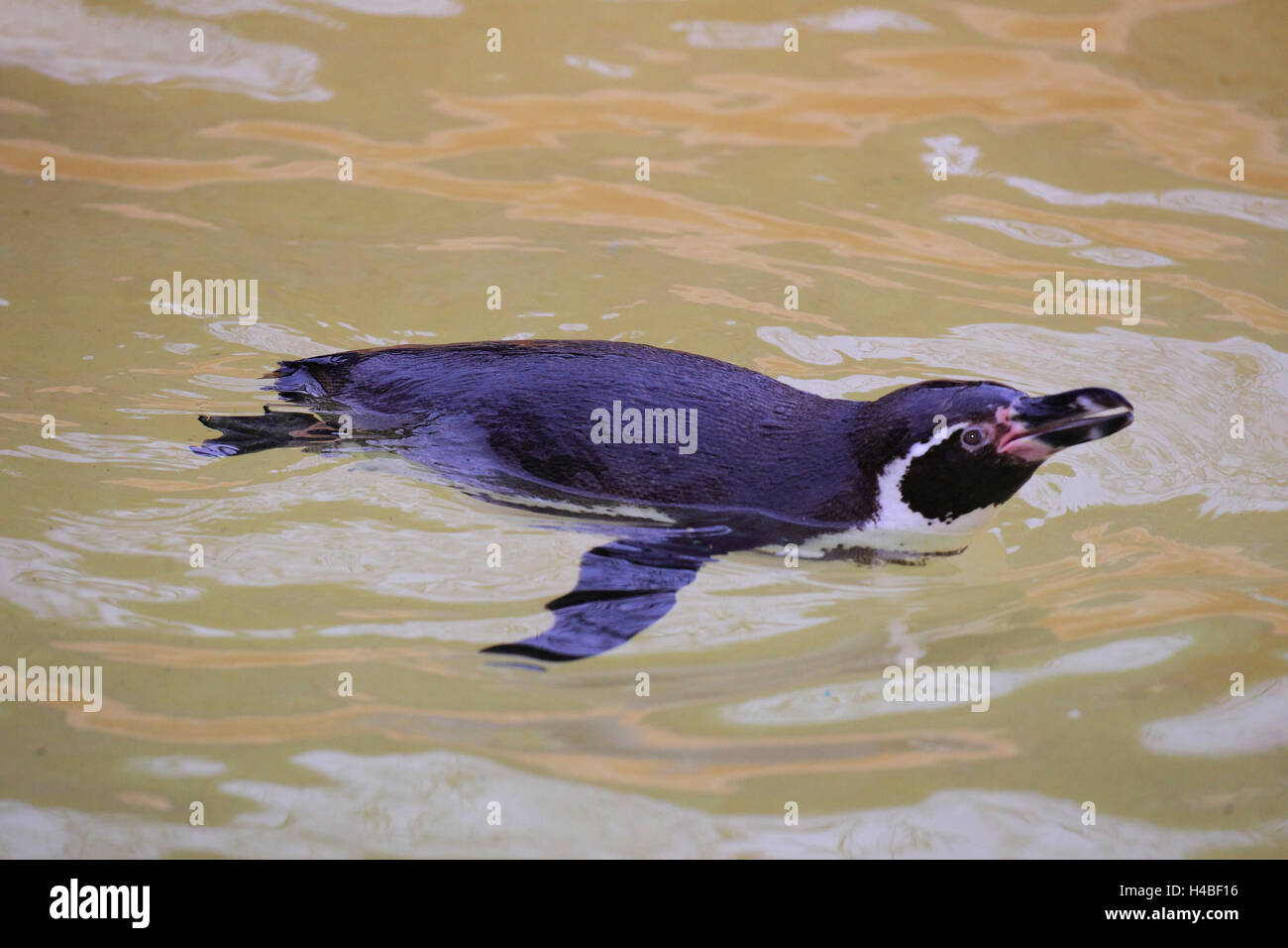 Humboldt-Pinguin, Schwimmen, Spheniscus humboldti Stockfoto
