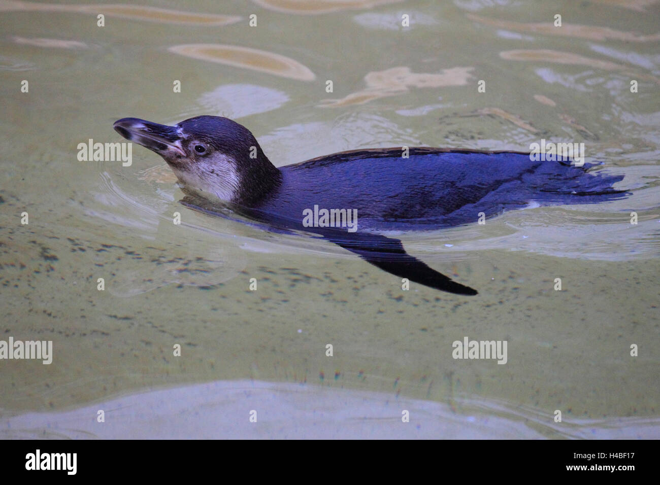 Humboldt-Pinguin, Schwimmen, Spheniscus humboldti Stockfoto