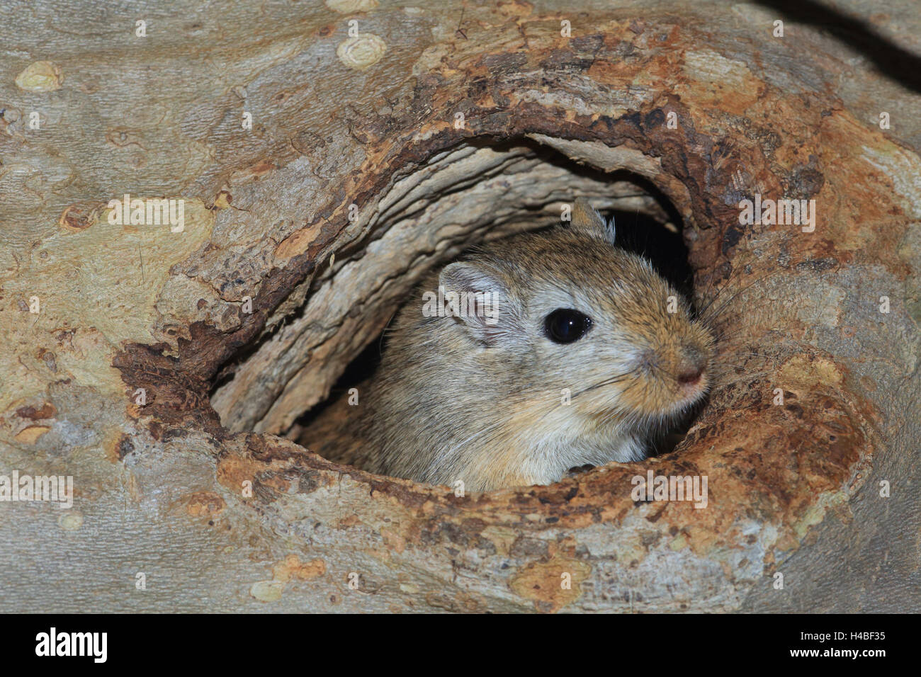 Mongolische Rennmaus, Meriones unguiculatus Stockfoto