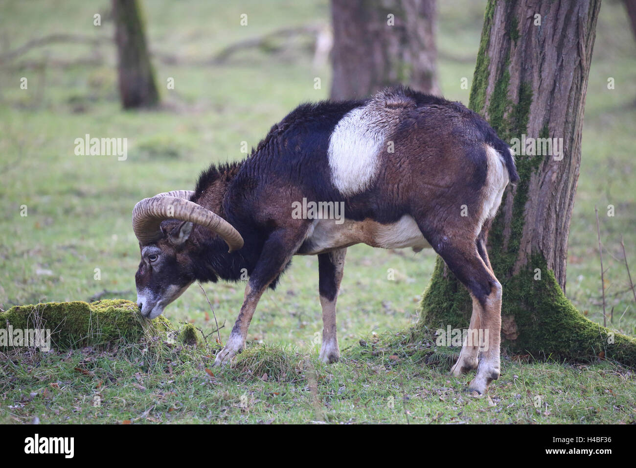 Waschmittel, Ovis Ammon musimon Stockfoto