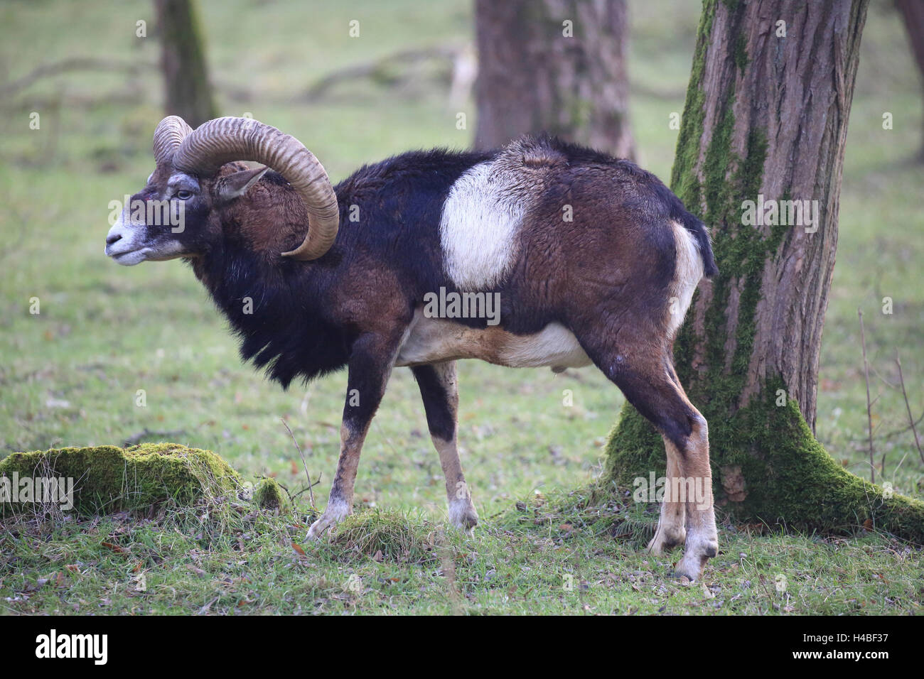 Waschmittel, Ovis Ammon musimon Stockfoto