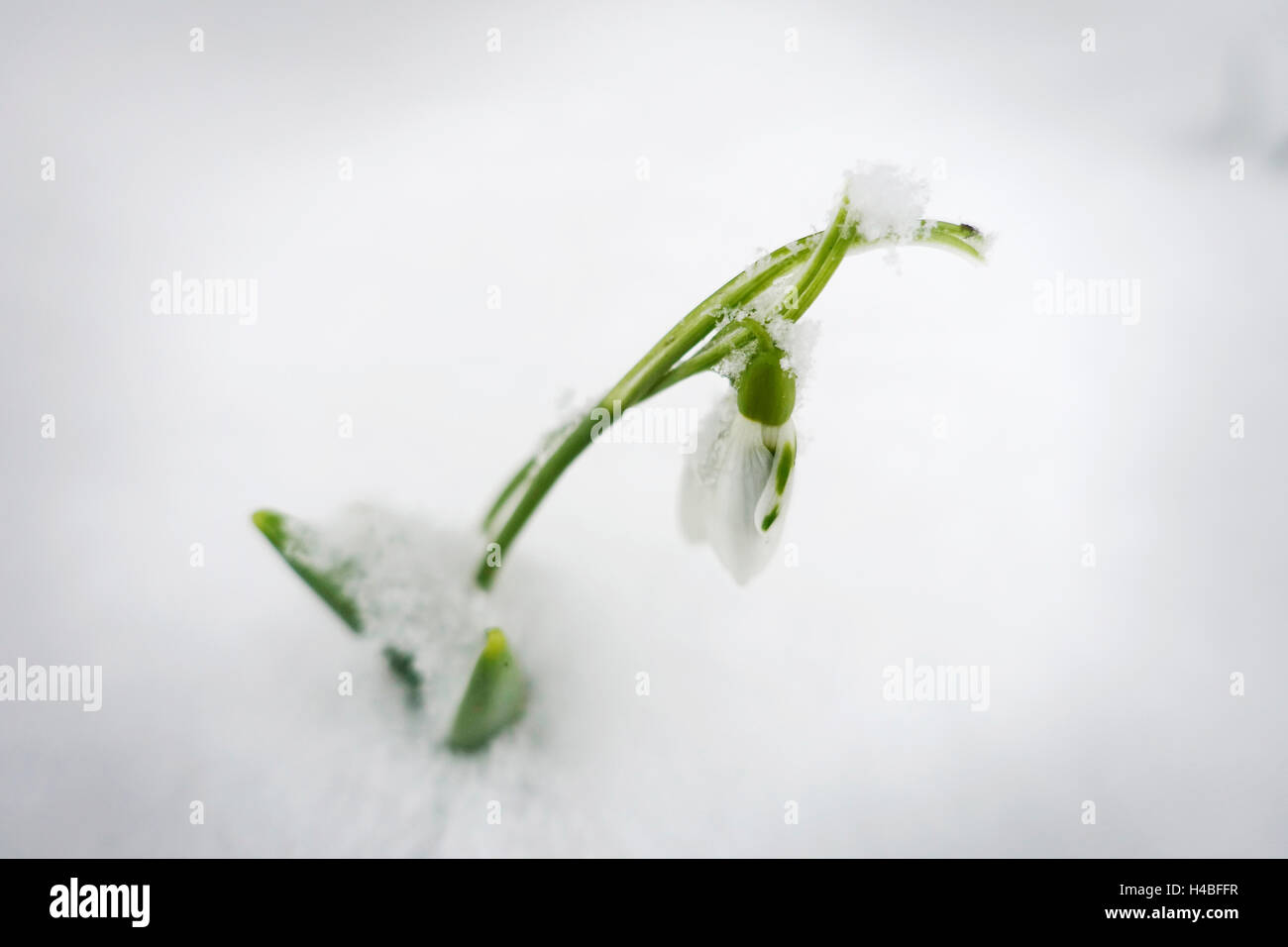 Snowbell Galanthus Elwesii Haken. f. im Schnee Stockfoto