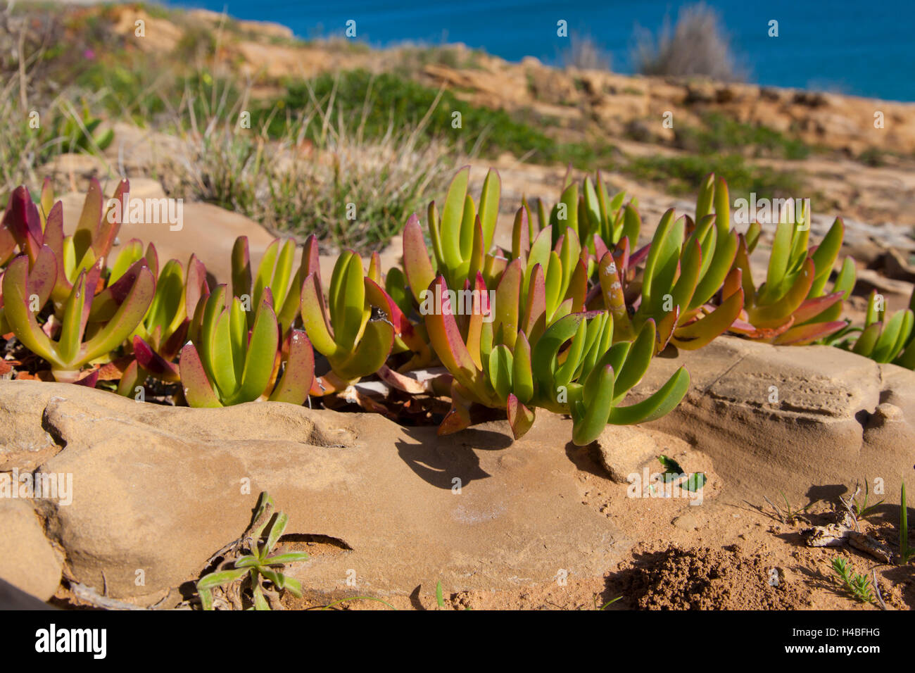 Essbare Hottentotten-Fig (Khoi Edulis) auch bekannt als Autobahn Ice Pflanze namens an der felsigen Küste des Atlantiks in der Nähe von Luz, westlich von Lagos, Algarve, Portugal, Europa Stockfoto