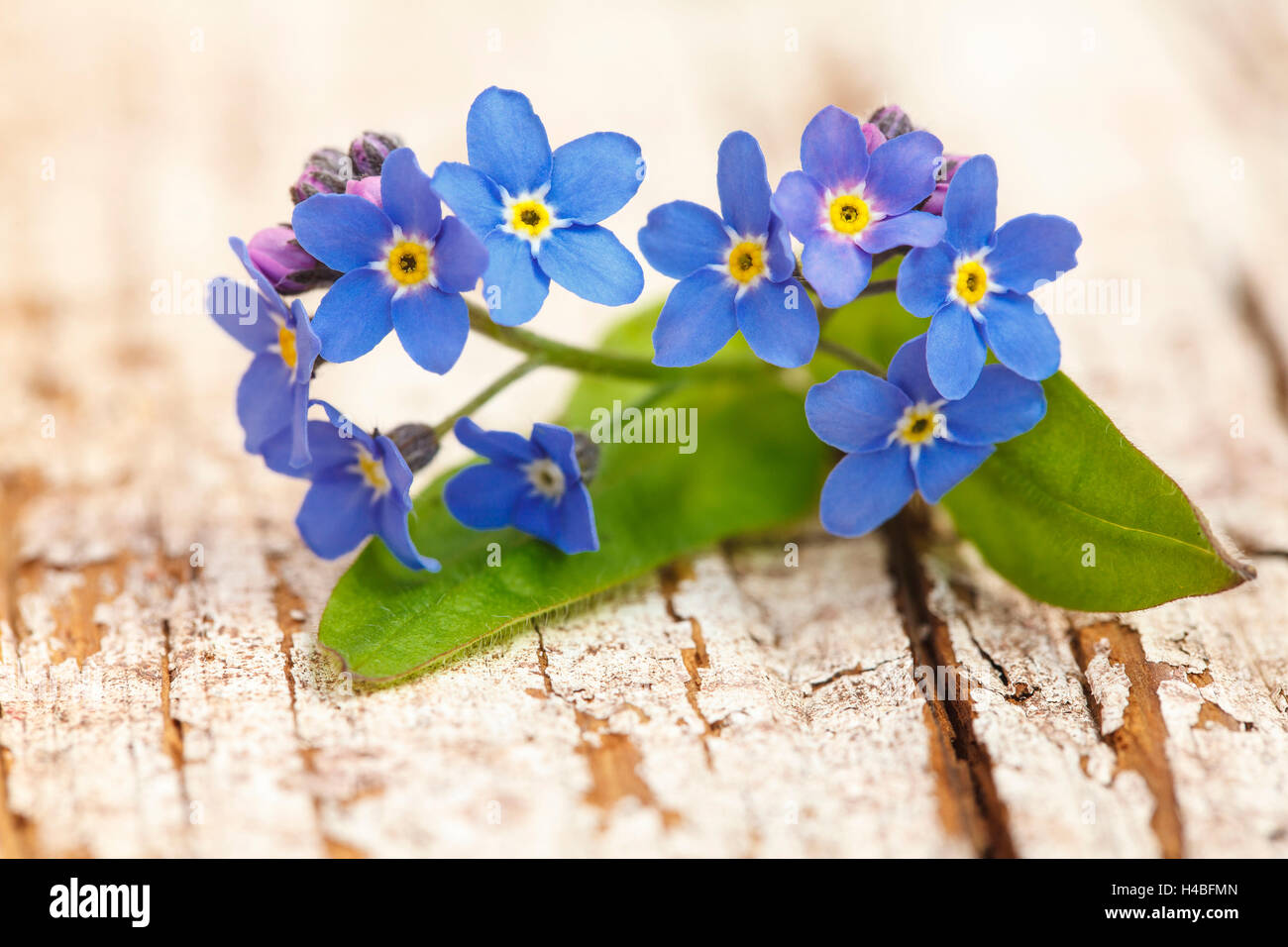 Vergissmeinnicht blüht, hölzerne Masse, Stockfoto