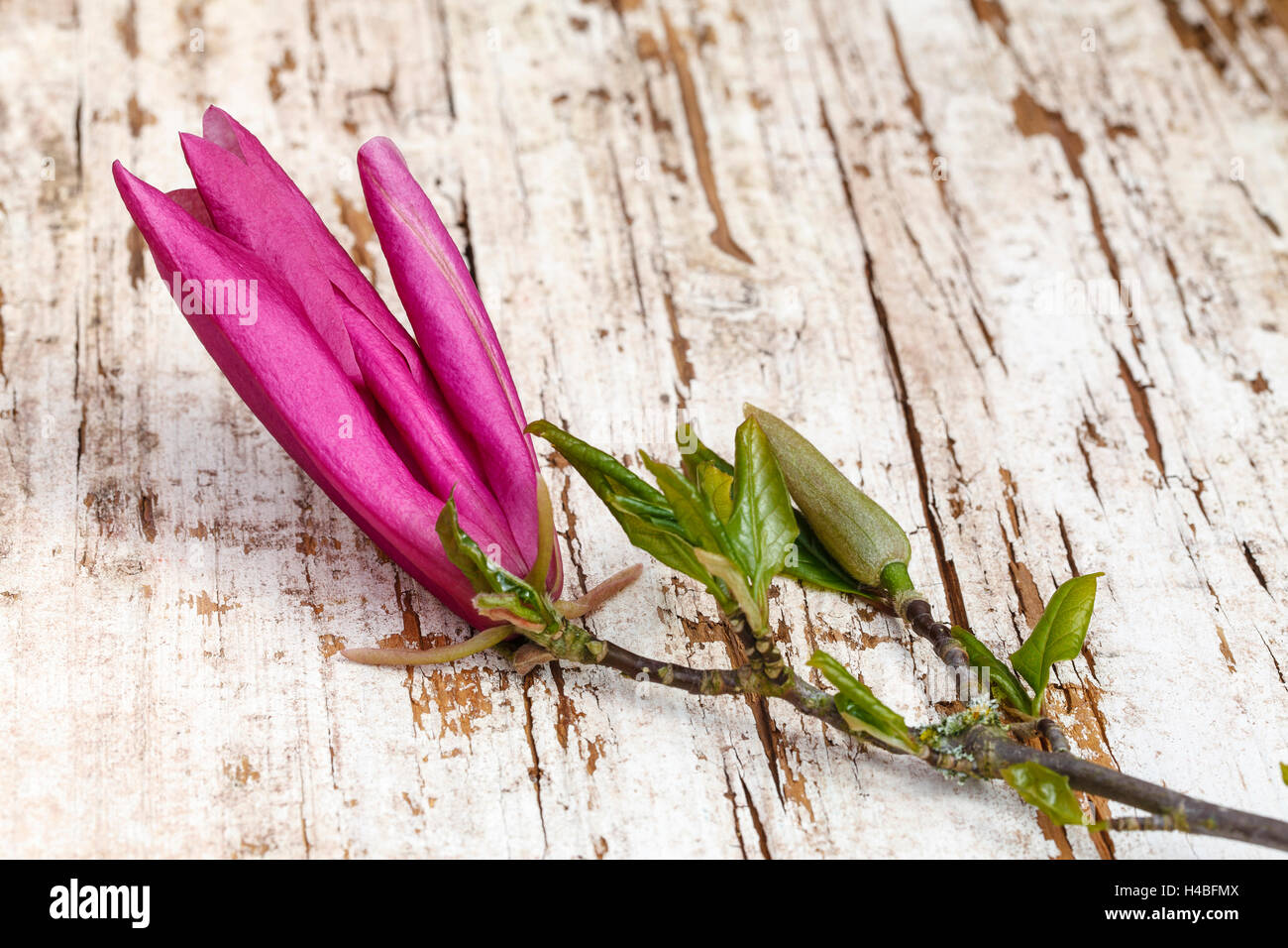 Magnolia Zweig auf altem Holz Stockfoto