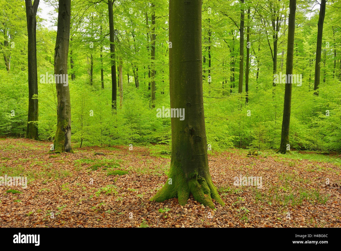 Buchenwald-Baum im Frühling, Spessart, Bayern, Deutschland Stockfoto