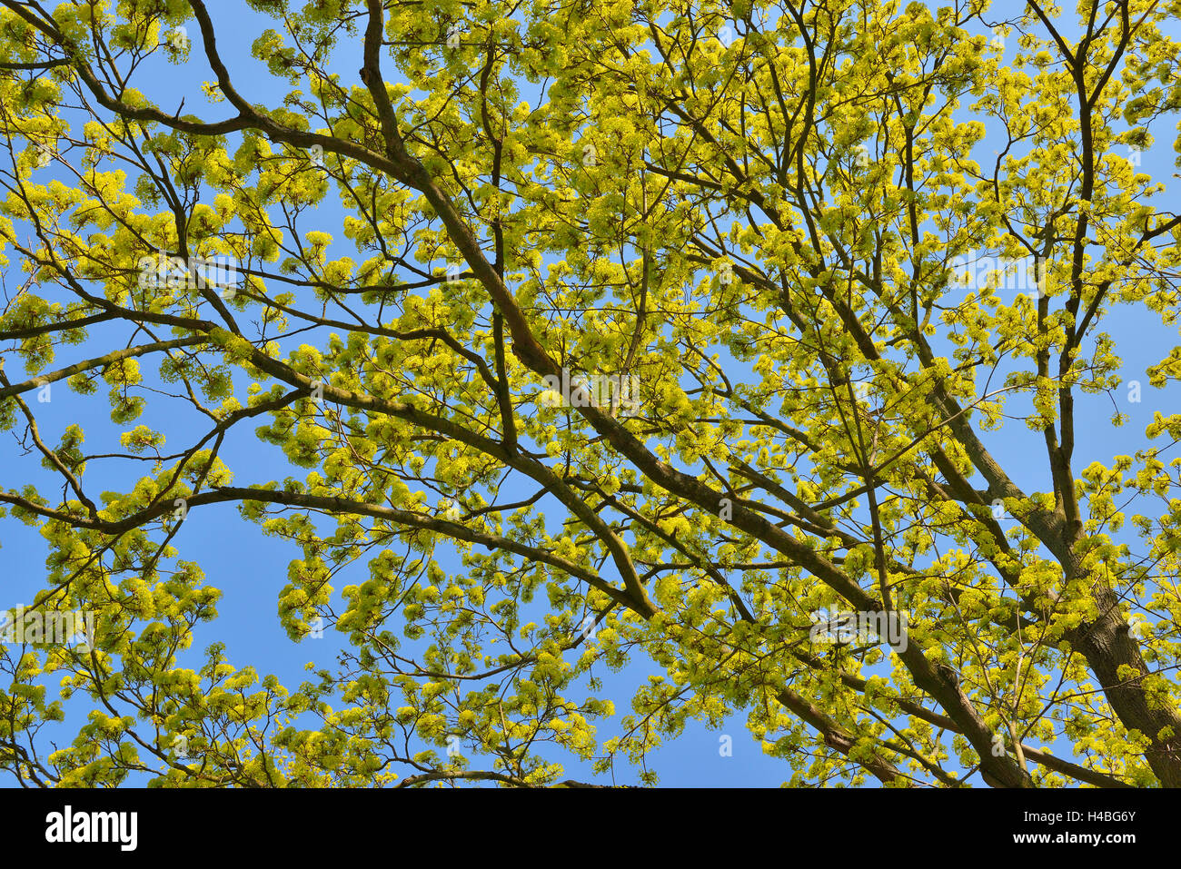 Blühende Ahornbaum im frühen Frühling, Rüsselsheim, Hessen, Deutschland Stockfoto