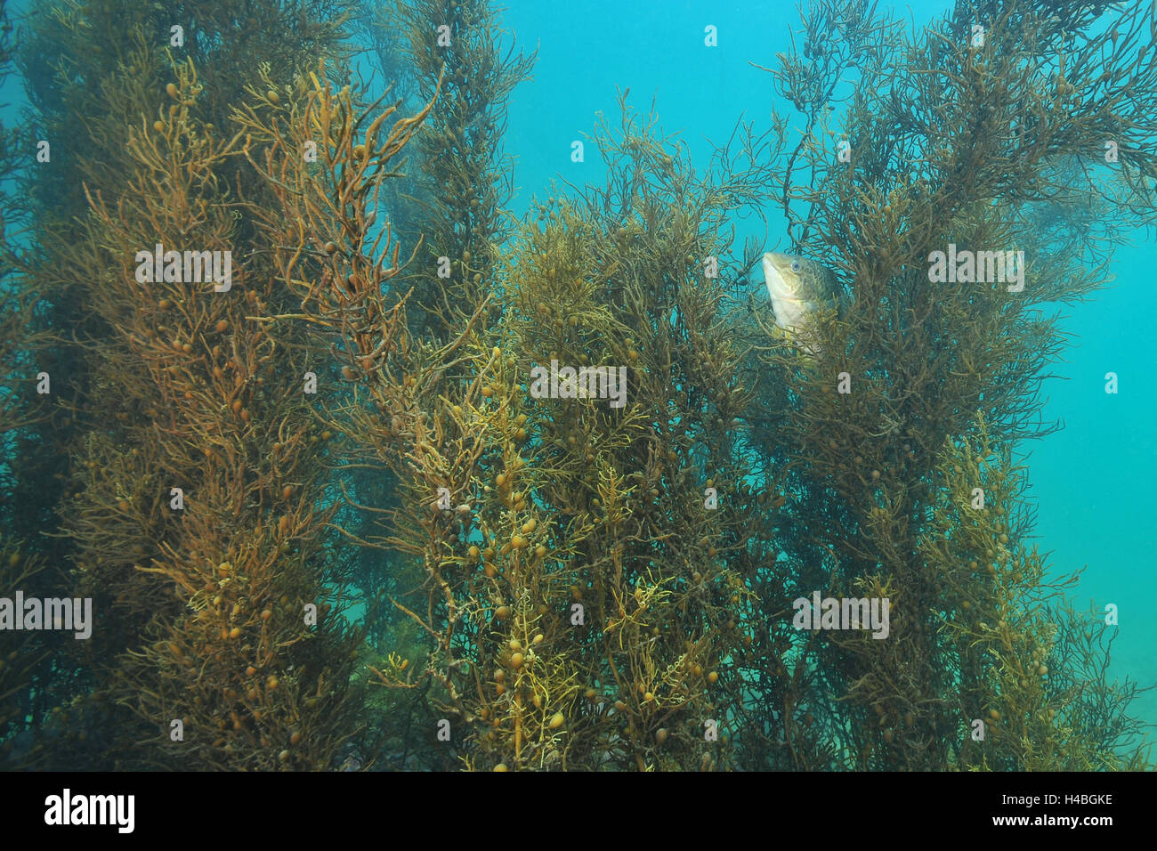 Nicht so doll Lippfisch in braunen Meer Unkraut Stockfoto