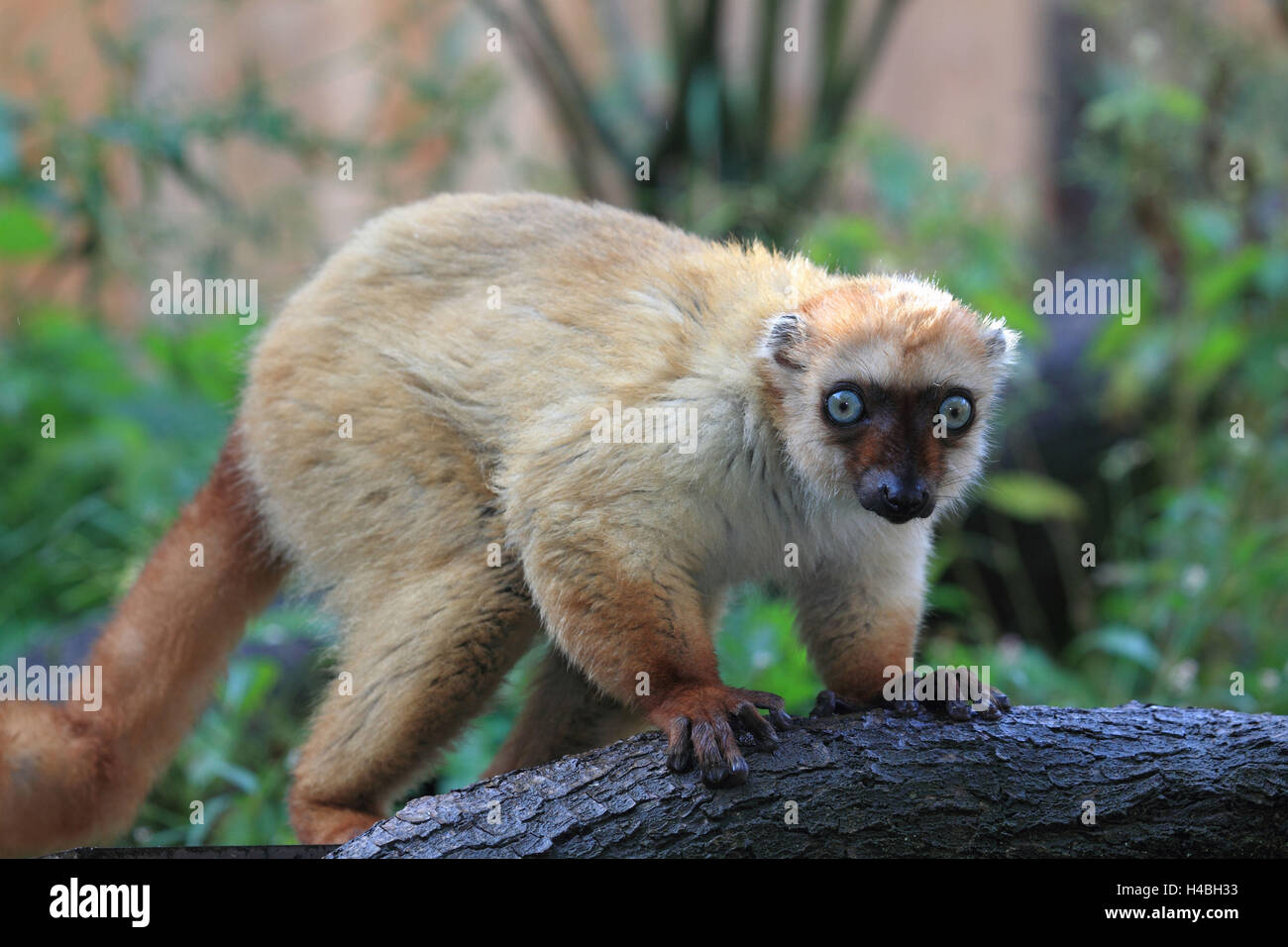 Türkise Auge lemur Stockfoto