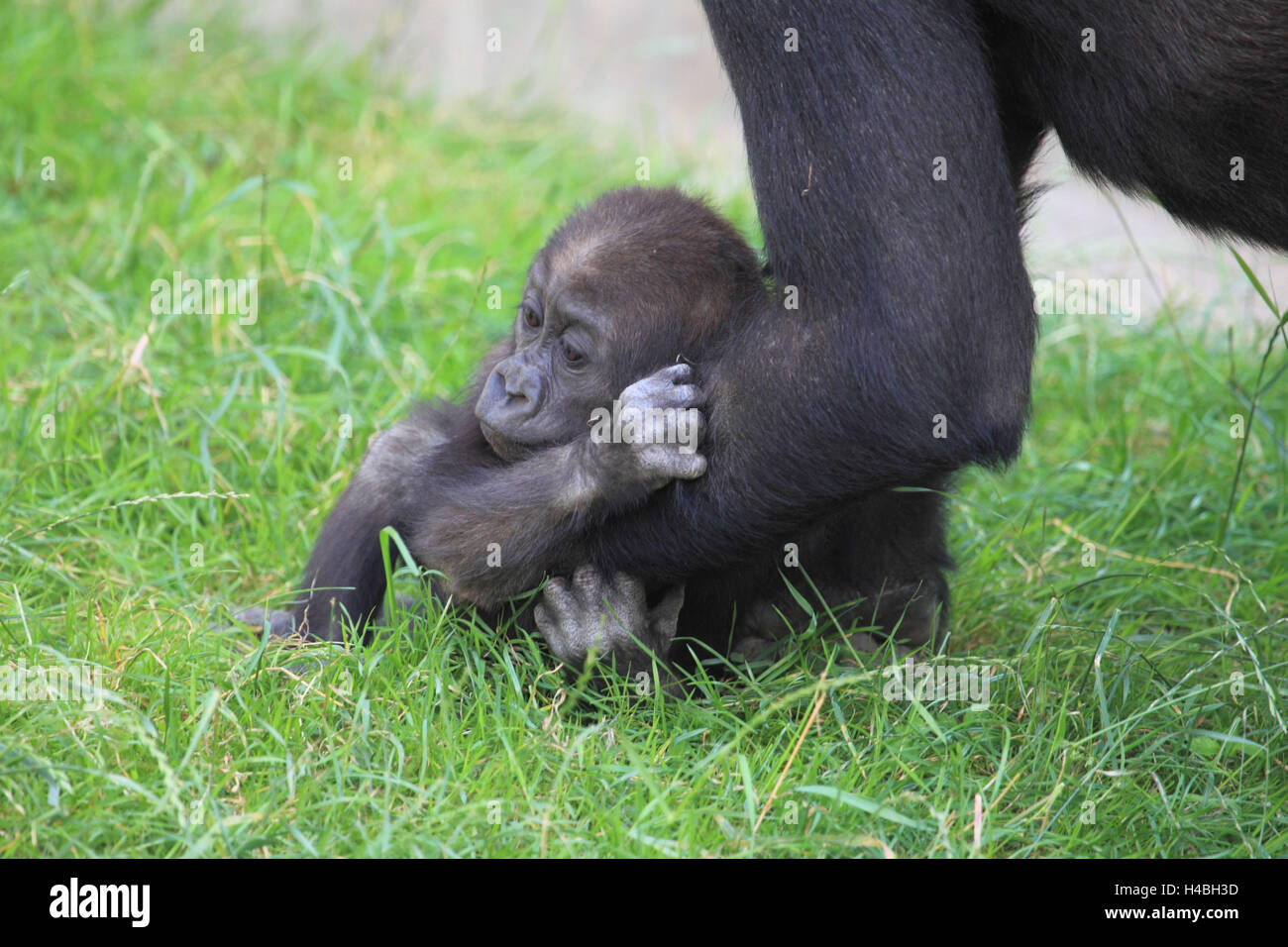 Junge schlicht Gorilla klammert sich an die Knochen seiner Mutter, Stockfoto