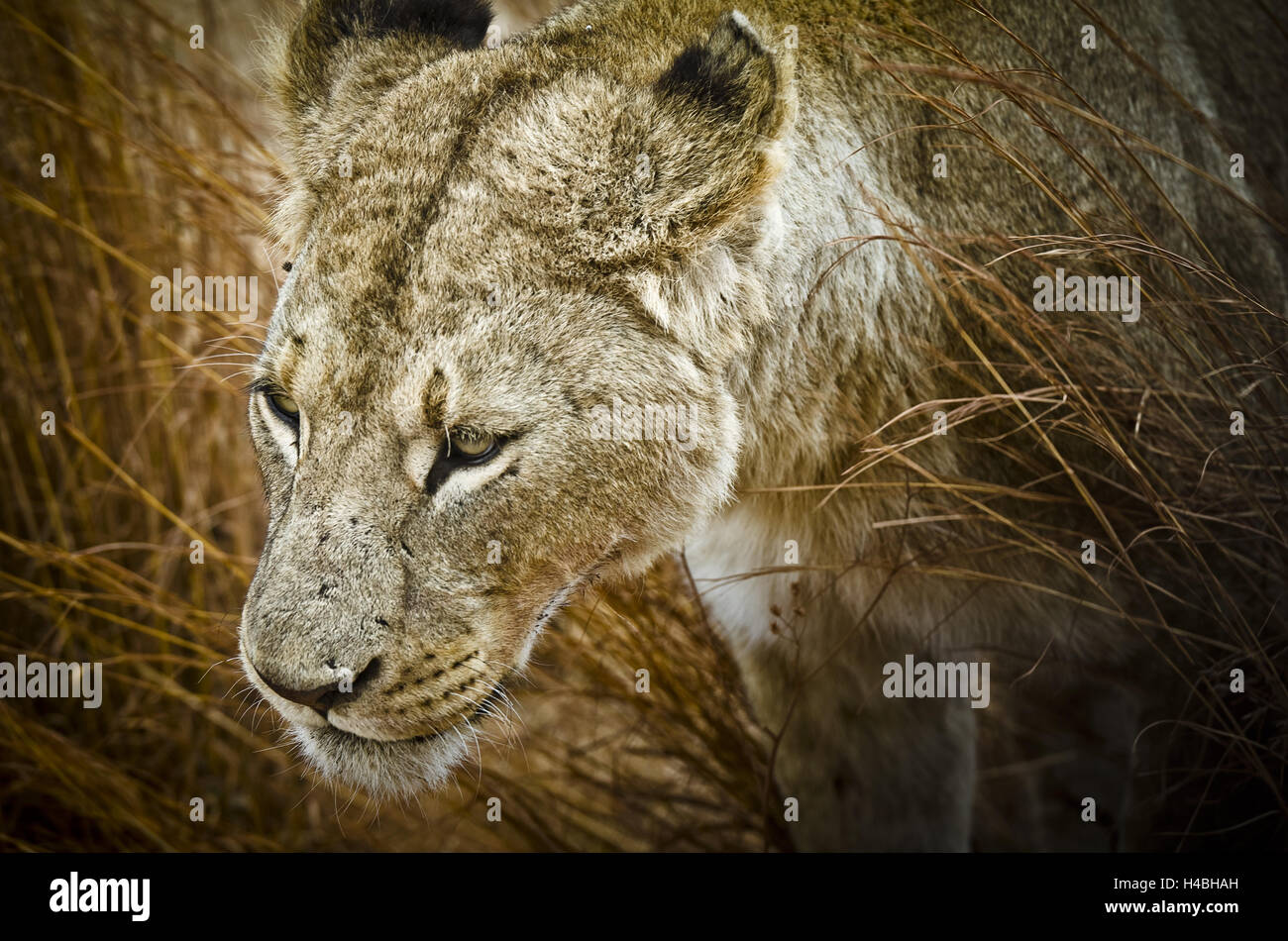 Afrika, Tansania, Ostafrika, Krater, Vulkankrater Ngorongoro, Löwe, Stockfoto